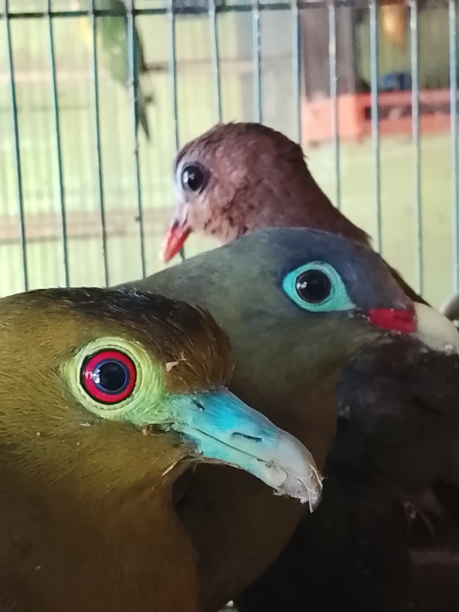 The image shows a close-up view of three birds in a cage. The bird in the foreground on the left has bright turquoise beak and a striking eye with concentric red and black rings surrounded by light green skin. The bird in the middle has a gray head with a bright turquoise eye ring and a red spot above its beak. The bird in the background is mostly brown with its head visible, showing a dark eye and a pinkish beak. The cage bars are visible in the background, and the overall setting appears to be an enclosure. The image is taken in Kuta Trieng, Indonesia.