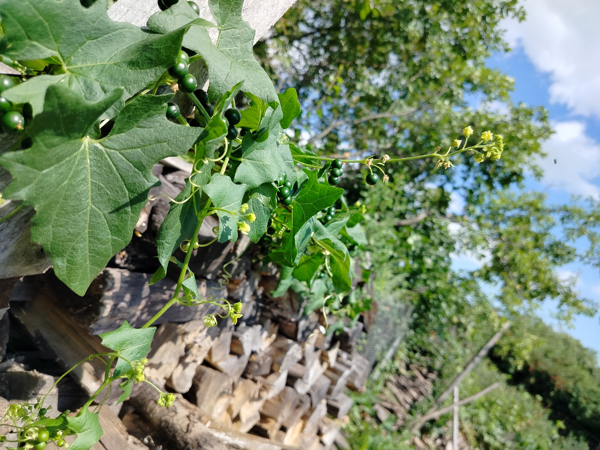 The image depicts a close-up view of a vine with green leaves and small green berries, possibly growing on a stack of cut wood. The vine has tendrils and some small yellow flowers. In the background, out of focus, are green trees and a blue sky with some clouds. The scene appears to be outdoors, in a natural or semi-natural setting. The location of Вазерки, Russia, is not explicitly depicted or inferable from the image itself. There are no people or animals visible in the frame. The lighting suggests it is daytime, with sunlight filtering through the leaves.