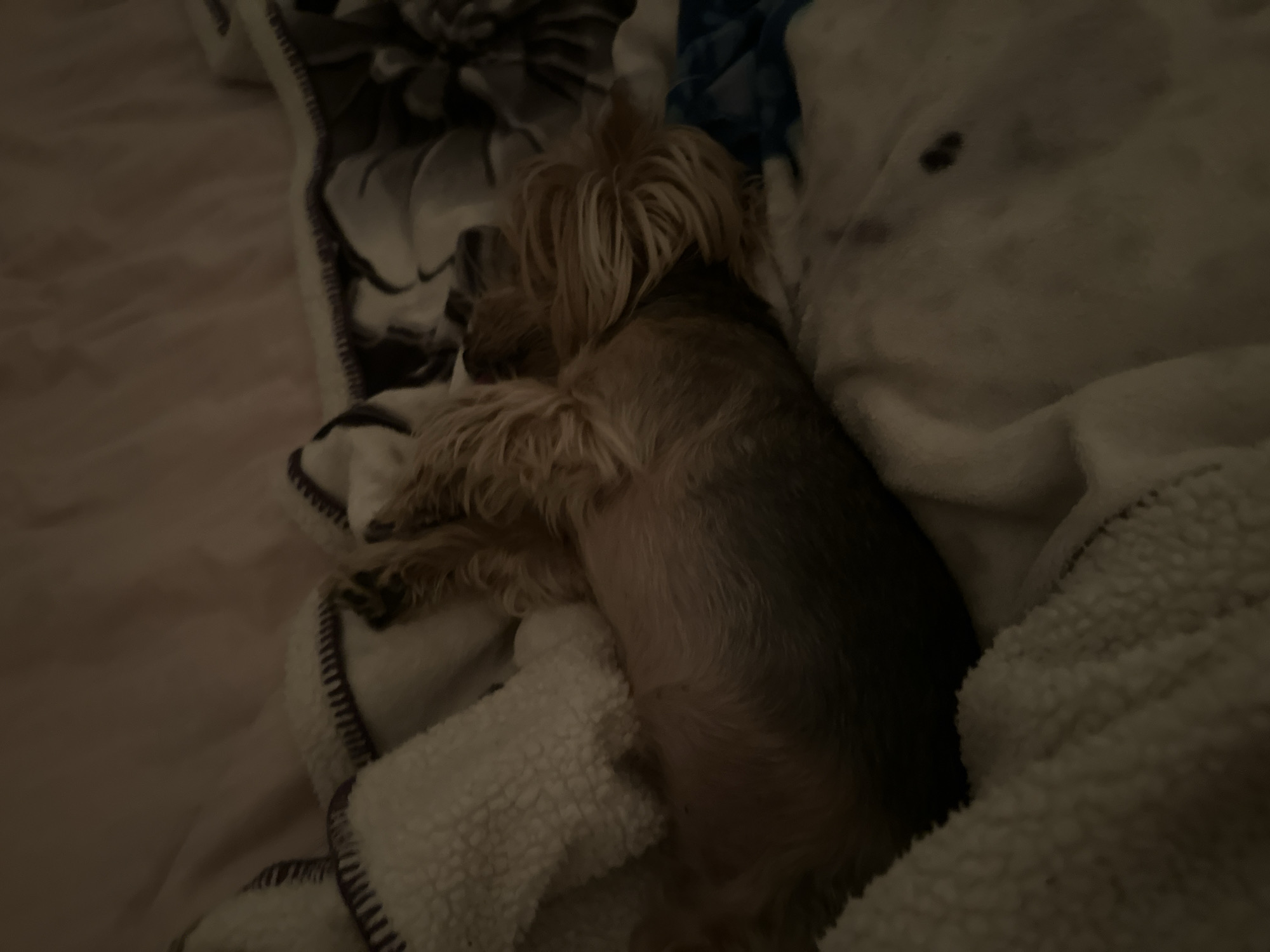 A small, long-haired dog lies curled up on a bed or sofa, partially covered by white and patterned blankets. The lighting is dim. There is no indication this picture was taken in Sofia, Bulgaria.