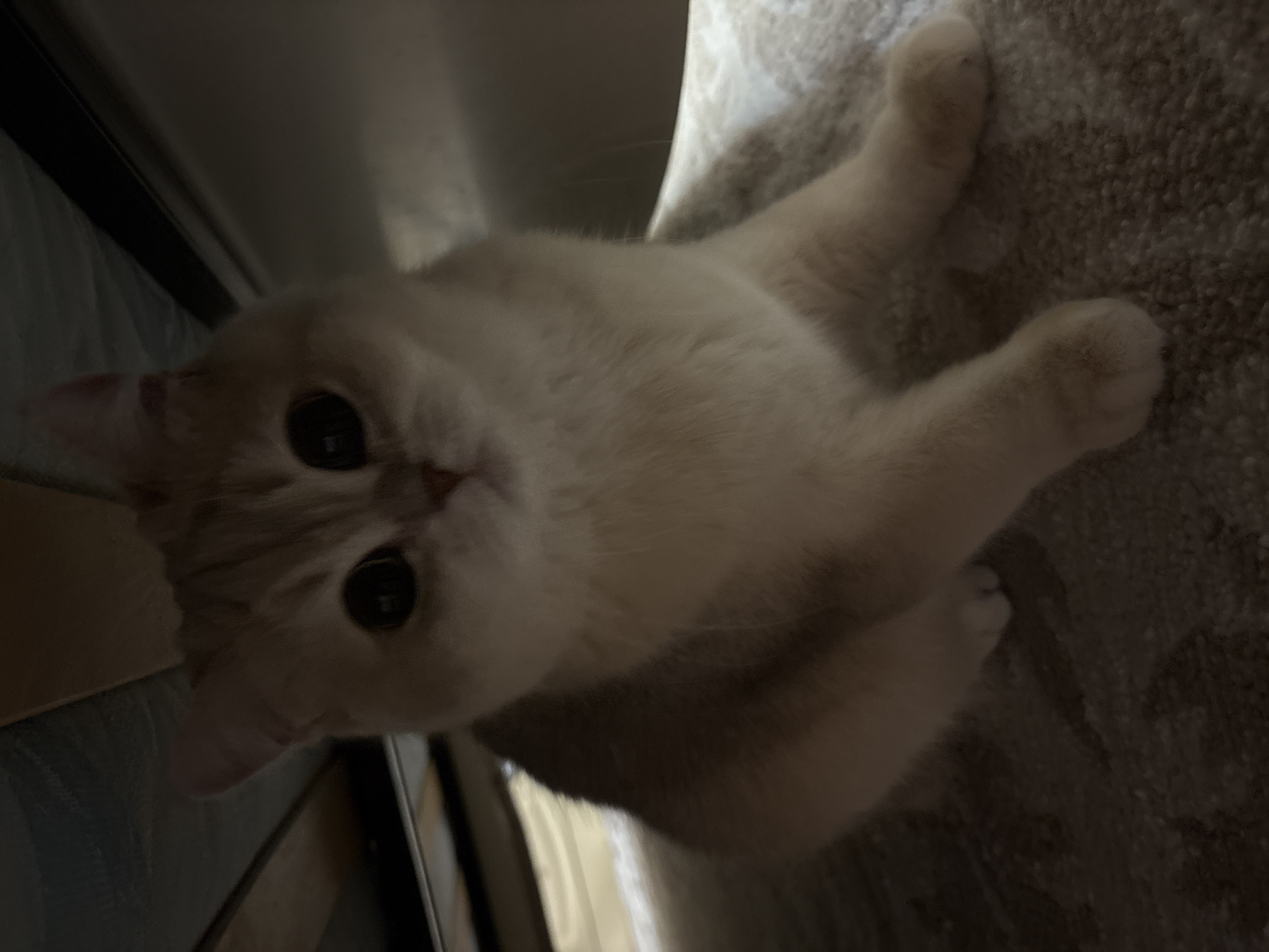 A light-colored cat with large, round eyes is lying on a textured, neutral-colored surface, possibly carpet. The cat's front paws are extended. The background features blurred shapes and varying shades of light and dark, including what appears to be a corner of a room with a window or light source. It is not possible to determine the location in Chaikovsky, Russia, from this image.