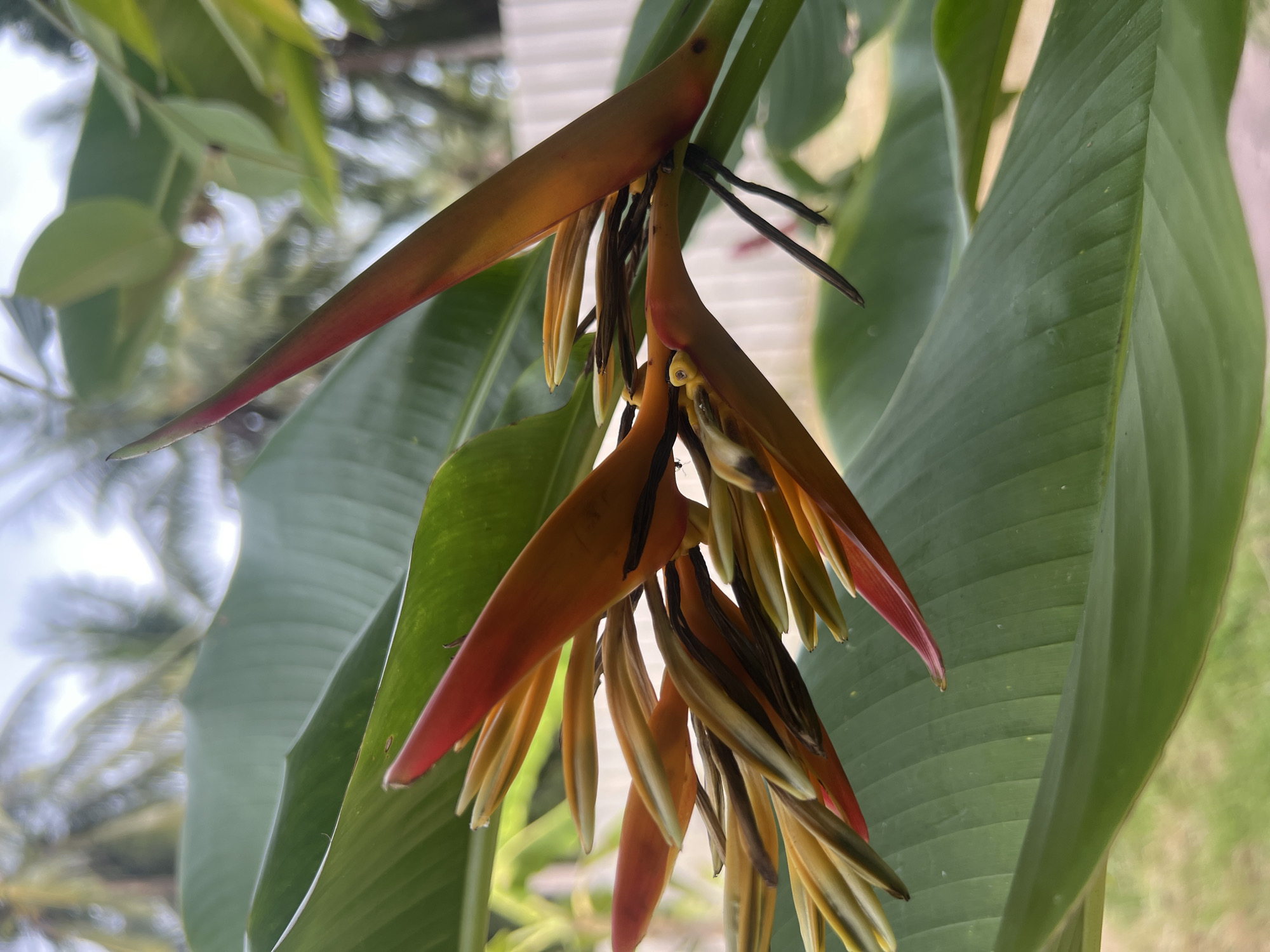 A close-up, eye-level shot showcases a vibrant Heliconia flower, also known as a "lobster-claw" flower, in bloom. The flower's striking bracts transition from a deep red at the tips to shades of orange and yellow, forming an intricate spiral. The bracts enclose delicate, white-and-yellow flowers that emerge from the tips. The bloom is supported by a thick, green stem and surrounded by large, glossy green leaves. The background is softly blurred, revealing a hint of palm trees and a white fence, suggesting a tropical outdoor setting in ตำบลเกาะพะงัน, Thailand. The lighting is bright, casting subtle shadows and highlighting the textures of the petals and leaves. No people are present in the image.