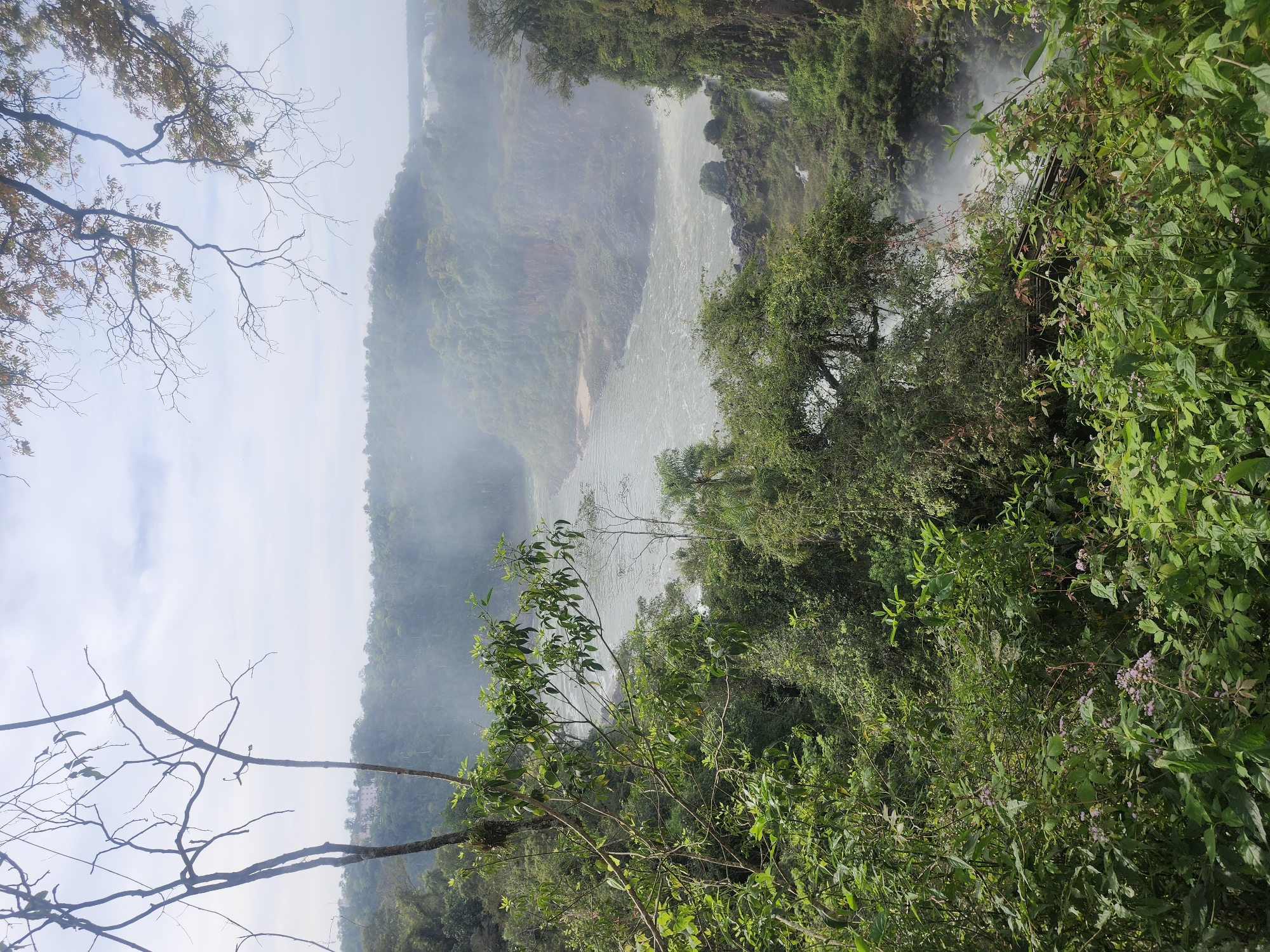 The image captures a panoramic view of a wide, turbulent river flowing through a lush, misty jungle landscape. The foreground is dominated by dense green foliage, including trees and smaller plants with delicate purple flowers. Bare branches of trees extend from the left and upper right, framing the scene.
In the midground, the river, appearing murky and fast-flowing, winds its way through a gorge. The banks are steep and covered in vegetation, with rocky outcrops visible near the water's edge. Wisps of mist rise from the water, obscuring parts of the river and the distant landscape. On the right side of the midground, waterfalls cascade down rocky cliffs, adding to the mist.
The background consists of rolling hills and a hazy sky. Faint structures, possibly buildings, can be seen on a distant hilltop on the left. The overall impression is one of a wild, natural environment, possibly the Iguazu Falls in Puerto Iguazú, Argentina, known for its vast network of waterfalls and dense jungle. There are no people or animals visible in the image. The lighting suggests it is daytime, possibly overcast or early morning given the pervasive mist.