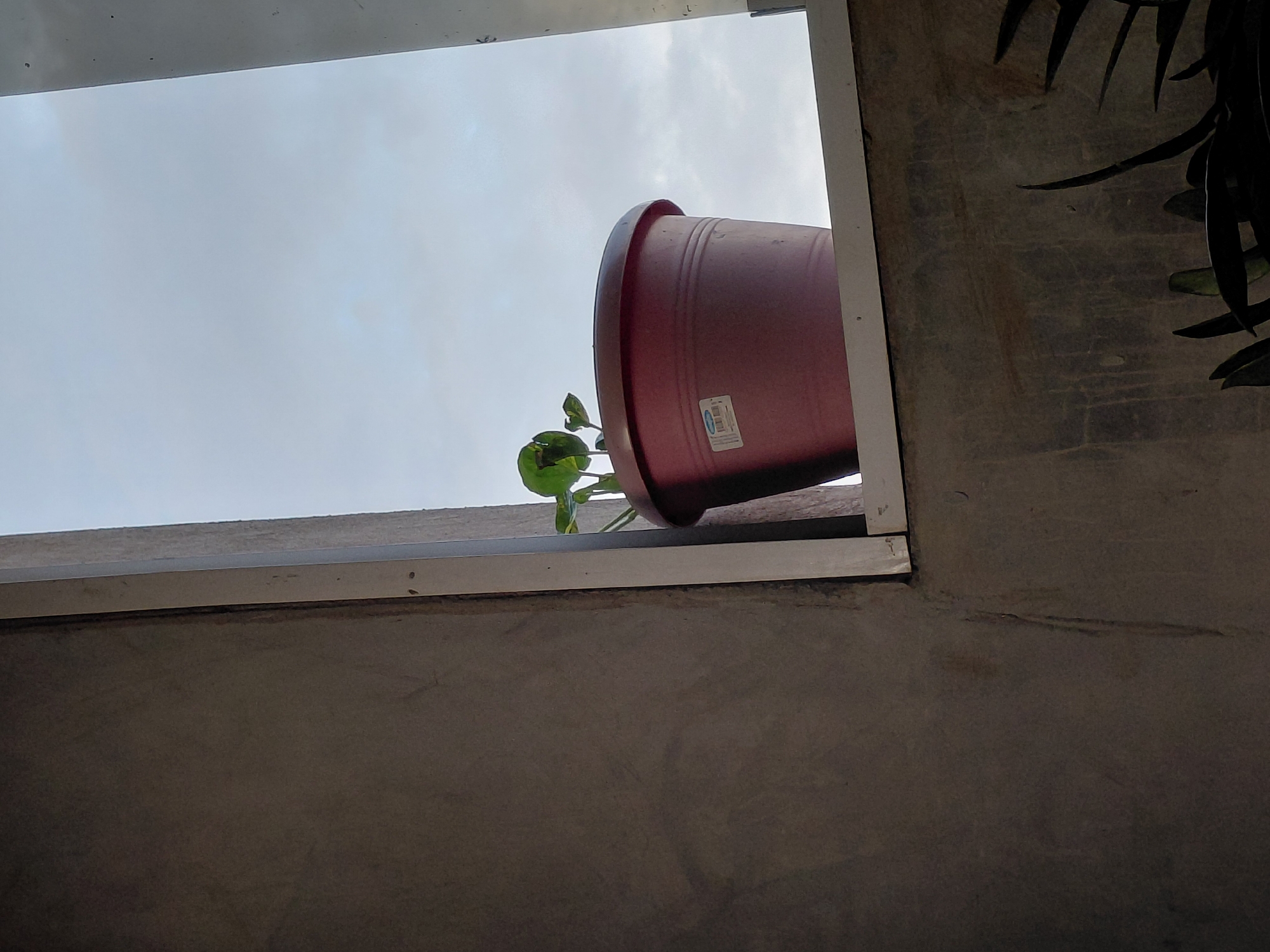 A medium shot captures a potted plant on a windowsill against a cloudy sky. The plant, in a reddish-brown pot, is small with green leaves and sits on the ledge of a window frame. The window is bordered by a light-colored frame and set within a textured, grey concrete wall. Part of another plant with long, dark leaves is visible in the lower right corner of the frame. The scene is likely outdoors, on a balcony or exterior wall, in Santa Ana, Venezuela.
