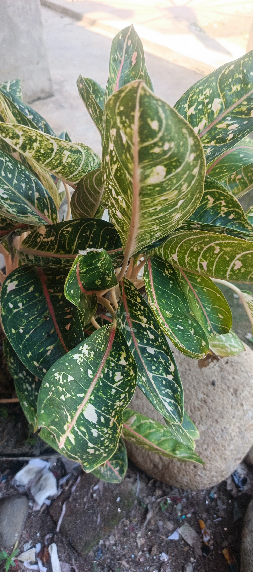 A close-up, vertical, eye-level shot showcases a vibrant Aglaonema 'Siam Aurora' plant in Pulodrienbeukah, Indonesia. The plant features large, lance-shaped leaves with striking patterns of deep green, lime green, and white. A prominent pink midrib runs through each leaf, adding a splash of color. The leaves are arranged in a dense cluster, with some slightly curled and others reaching outwards. The background is out of focus, but suggests an outdoor setting with a rough, light-colored stone to the right and a patch of dirt with debris at the bottom. The lighting appears to be natural daylight, casting a soft glow on the foliage. No people or actions are depicted.