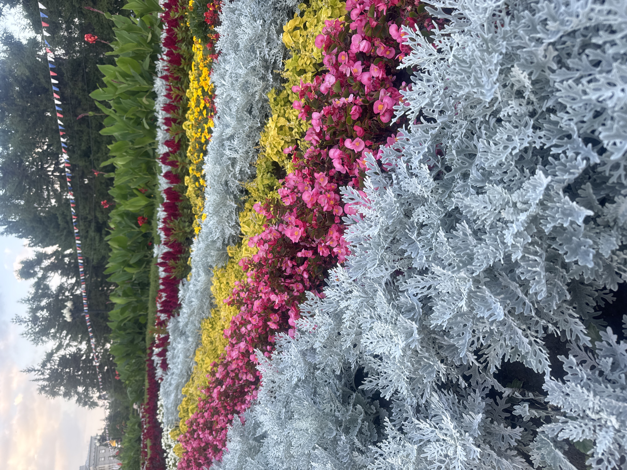 A meticulously arranged flowerbed displays a vibrant spectrum of colors in front of a line of tall, dark green trees. The flowers are planted in distinct horizontal rows, creating a striped effect. The closest row to the viewer consists of feathery, silver-grey foliage. Behind this, a row of bright pink flowers, likely begonias, blooms profusely. Next, a band of yellow flowers, possibly marigolds, adds a sunny hue. Further back, a row of deep red flowers, perhaps celosia, stands tall and spiky. Behind these, a dense planting of broad-leafed green plants, possibly canna lilies, forms a lush backdrop. A string of small, triangular flags in red, white, and blue is draped across the trees in the middle ground, suggesting a festive occasion. The sky above is a pale, hazy blue with soft clouds, indicating it might be early morning or late afternoon. In the far background, a grand, pale stone building with arched windows is partially visible on the left. The scene is located in the city of Irkutsk, Russia, likely in a park or public square, possibly near the Angara river embankment. There are no people or animals visible in the image. The overall impression is one of cultivated beauty and national celebration.