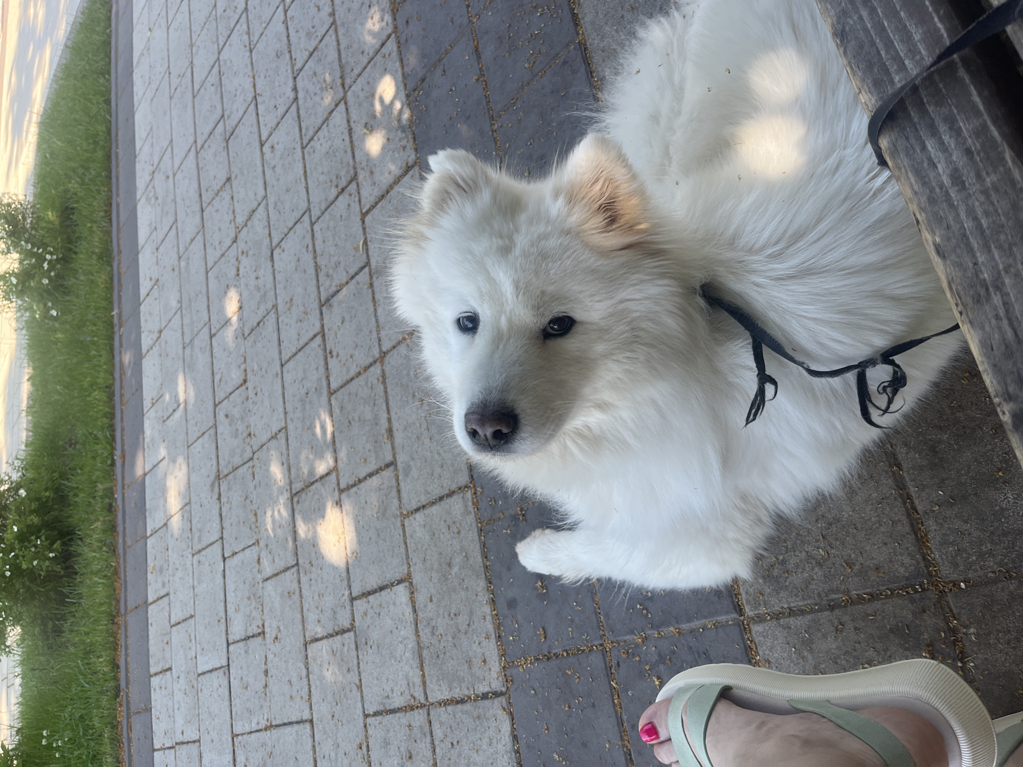 A fluffy white dog with blue eyes sits on a wooden bench next to a person's feet. The dog is wearing a black collar. The bench is in a park-like setting with a paved walkway and green grass in the background. The sun is shining, casting dappled shadows on the walkway. The person's feet are wearing light green sandals with a white sole, and one toenail is painted bright pink.