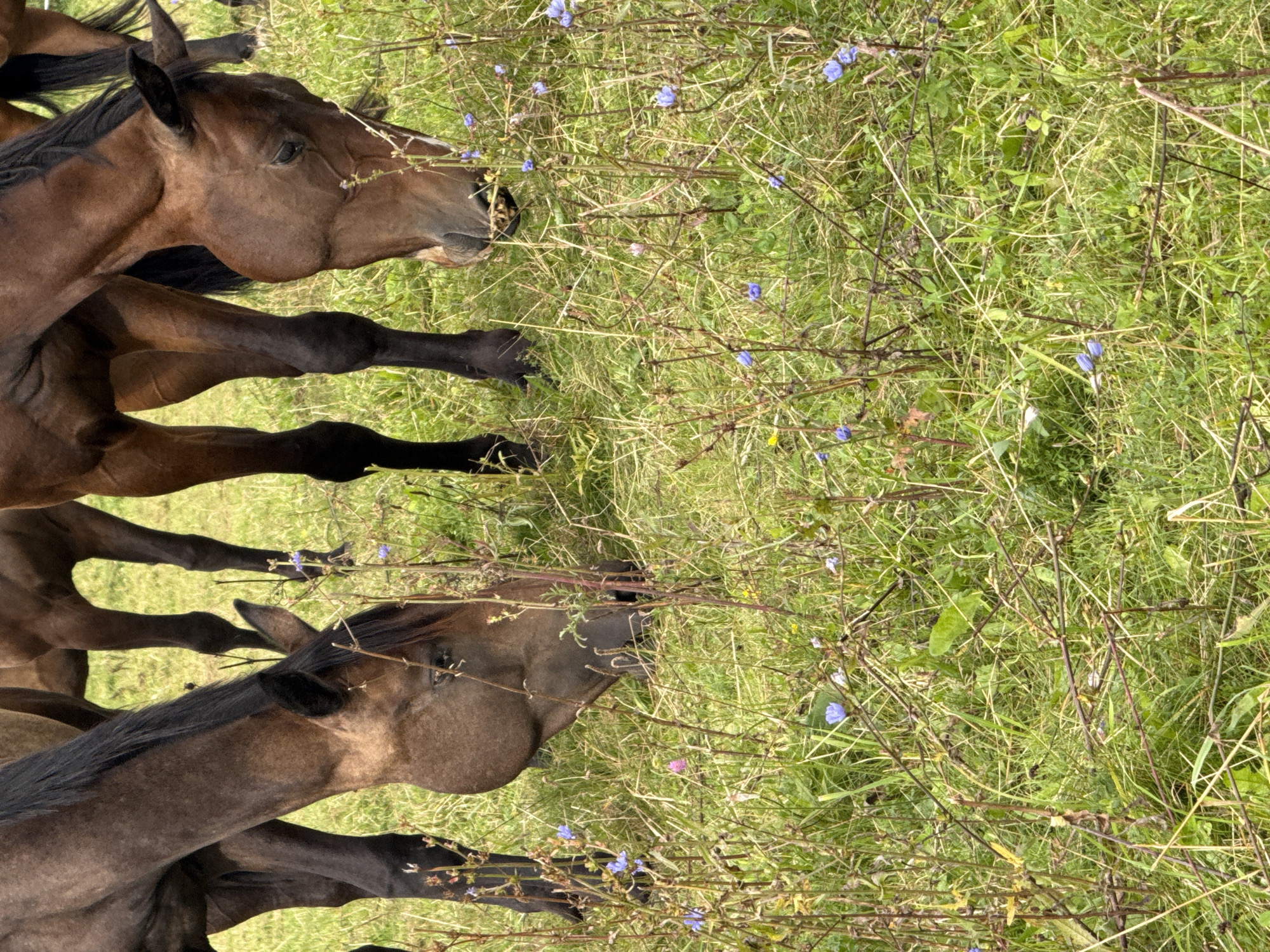 In a grassy field in the village of Galinė, Lithuania, three horses are grazing. The horses, with dark brown coats and black manes, are positioned closely together, with their heads lowered to the ground. Their bodies fill much of the frame, obscuring the background which appears to be more of the same grassy terrain. Scattered throughout the foreground and midground are various plants and thin branches, some of which are adorned with small blue and pink flowers, suggesting a natural, uncultivated environment. The lighting is soft, indicating an overcast or diffused light condition.