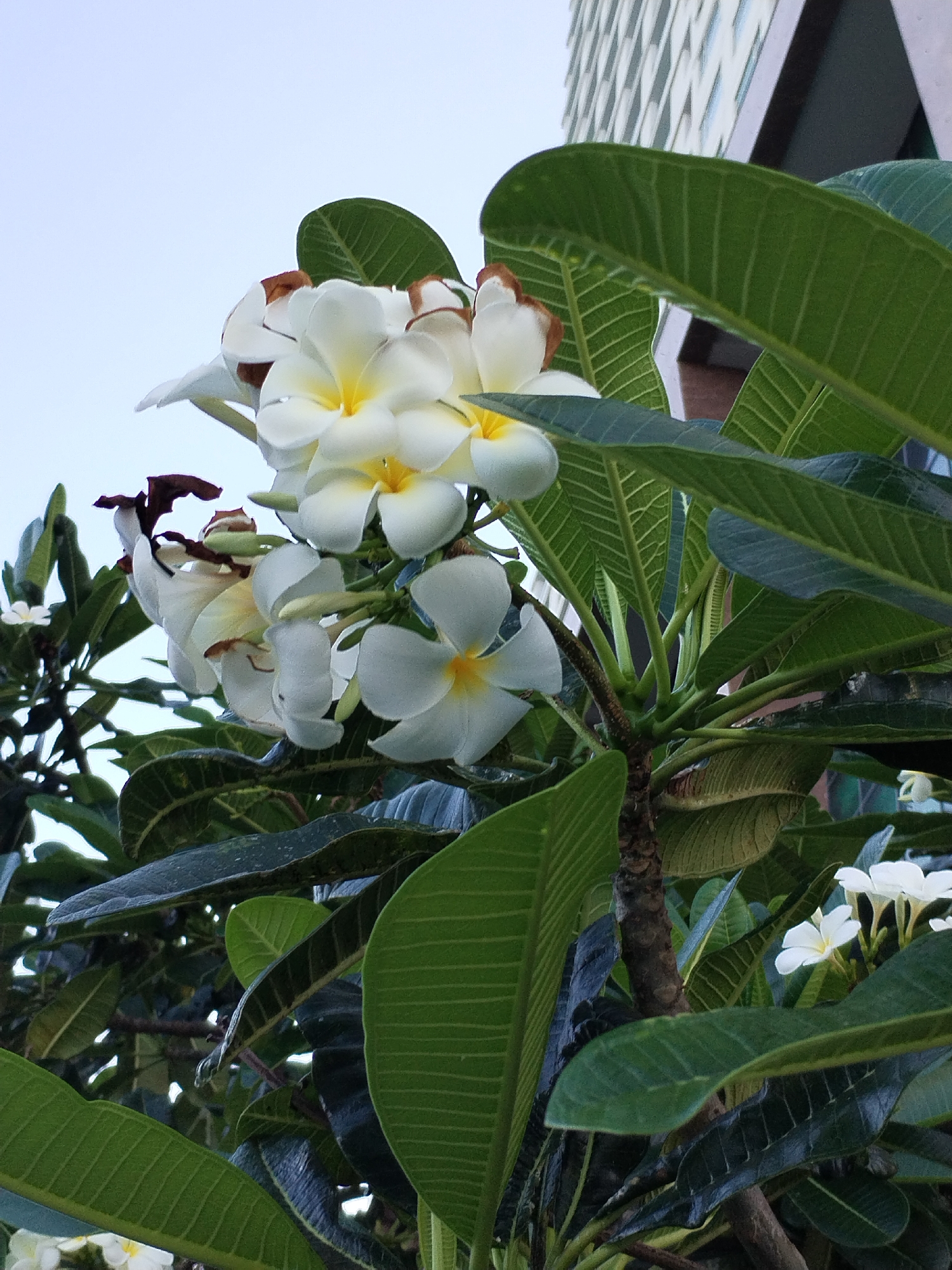 A cluster of Plumeria flowers in full bloom, with white petals and yellow centers, stands out against the backdrop of large, green leaves. The flowers are positioned in the foreground, capturing the viewer's attention. A building facade is visible in the background, but its details are obscured by the leaves and flowers. The photo appears to be taken in an outdoor setting in the city of Nha Trang Ward, Vietnam, evident from the typical urban flora and architecture in the frame.