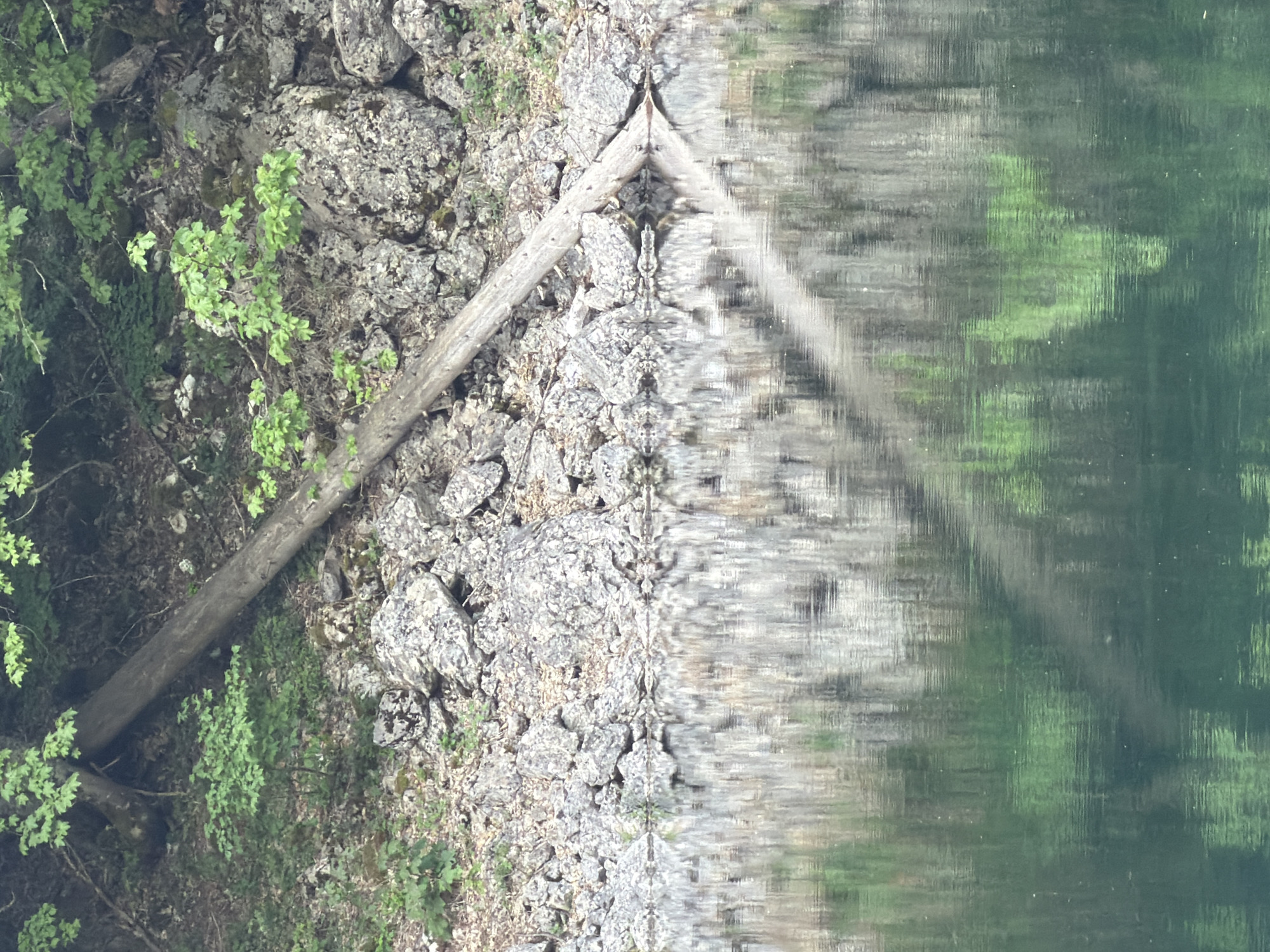 The image shows a rocky shoreline with vegetation and a fallen log, reflected in the still water of Piva Lake, located in Pluzine, Montenegro. The reflection creates a symmetrical effect, mirroring the rocks, plants, and log. The water is a dark green hue, and the rocks are mostly gray.