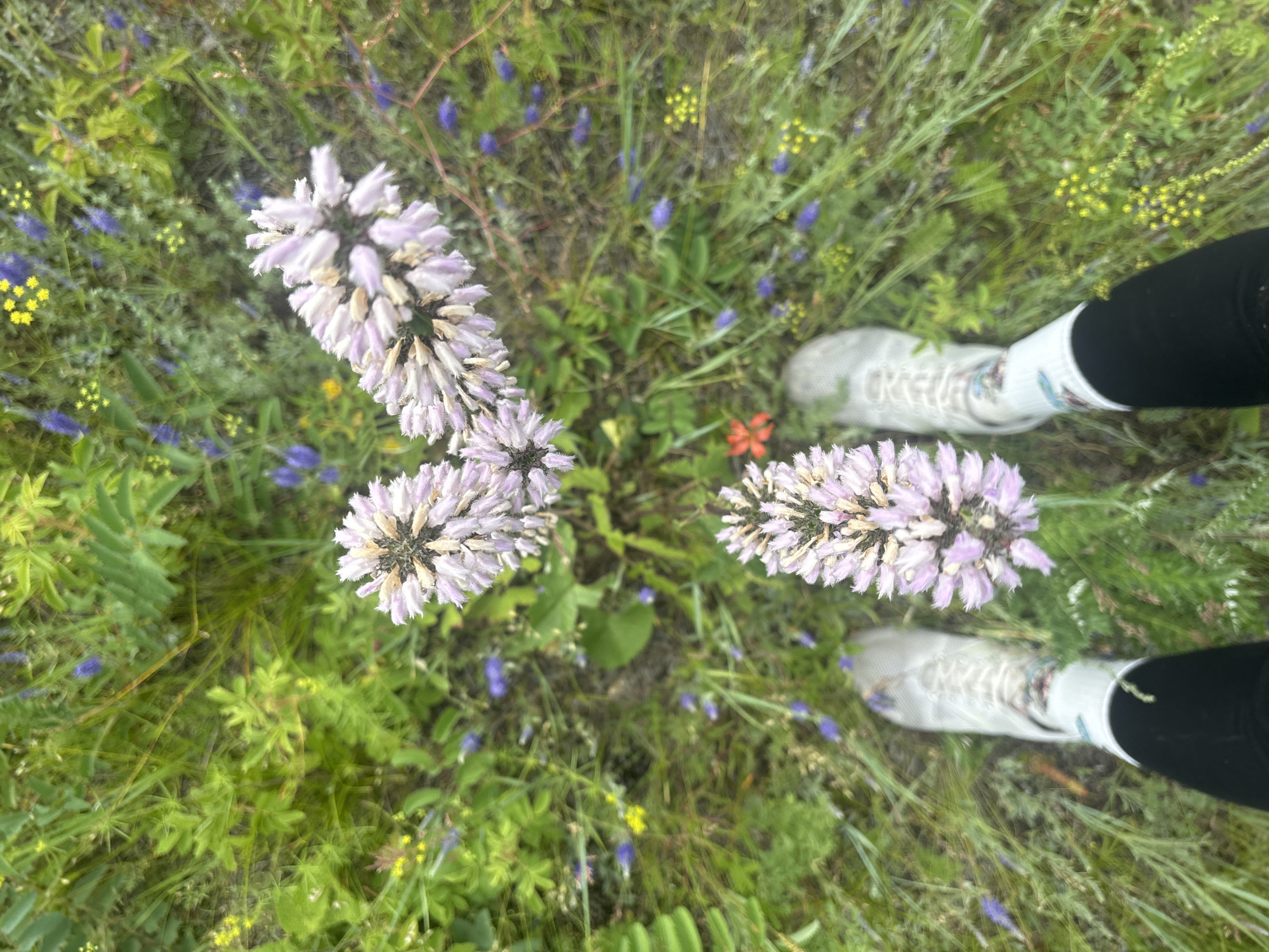 The image, taken from a top-down perspective, shows a person's legs and feet standing in a field of green grass and wildflowers. The person is wearing white athletic shoes with white socks that have a colorful pattern near the top. Black leggings are visible below the socks.
In the foreground and midground, there are several clusters of light purple flowers with spiky petals. In the background, various smaller wildflowers are visible, including small yellow flowers and clusters of tiny blue flowers. The overall environment appears to be a natural outdoor setting, likely a meadow or field.
There is no specific indication of the location within the city of Shida, Russia, in the image itself. The scene is static, with no discernible actions or interactions taking place. The lighting suggests it might be daytime.