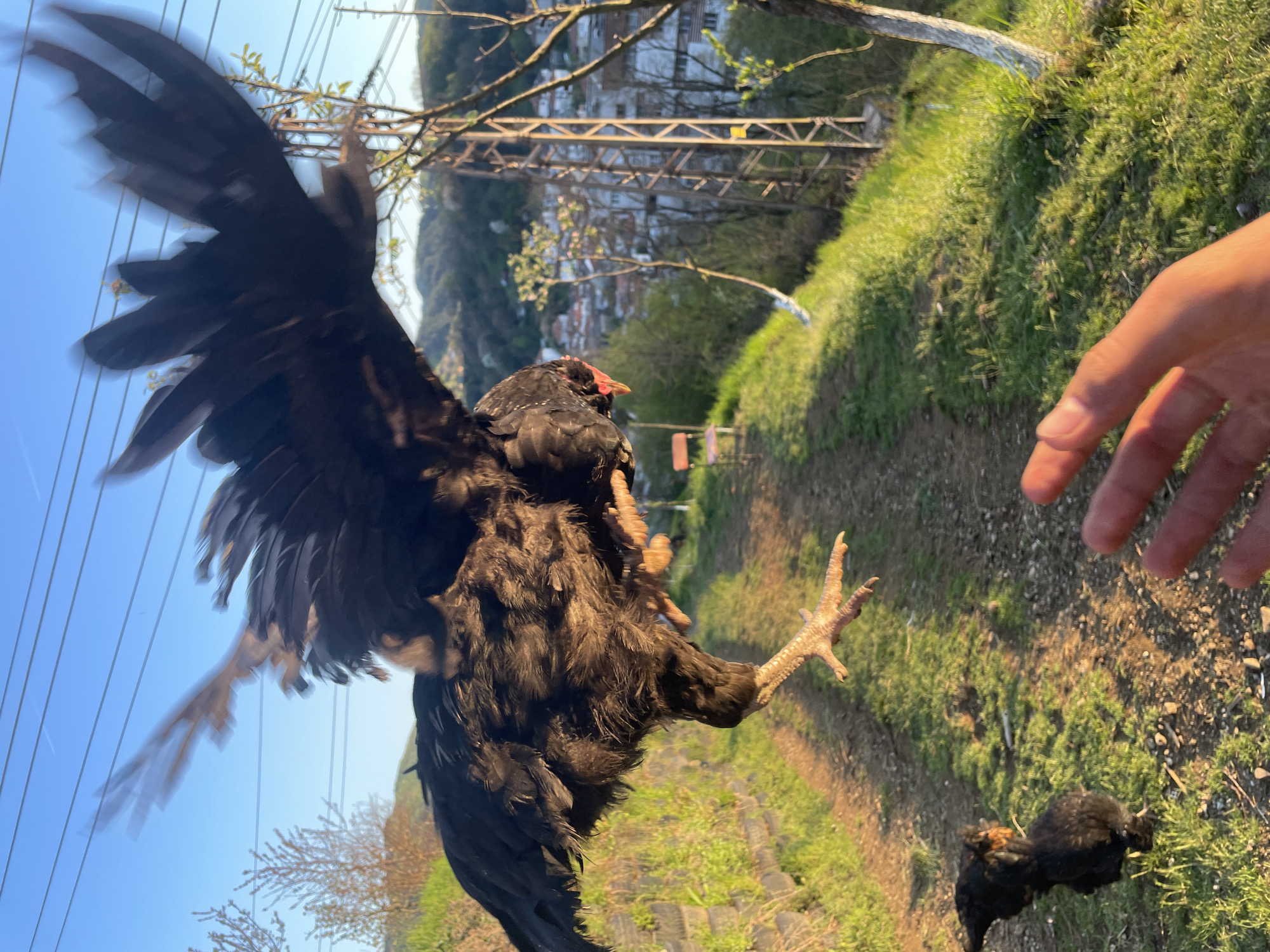 The image depicts a black chicken mid-flight, its wings fully extended, in an outdoor setting that appears to be Zlatograd, Bulgaria. A dirt path with patches of grass is visible, leading towards a background with a rural landscape featuring trees, buildings, and infrastructure like power lines or a bridge. A human hand is partially visible in the foreground. Another chicken is visible in the background.