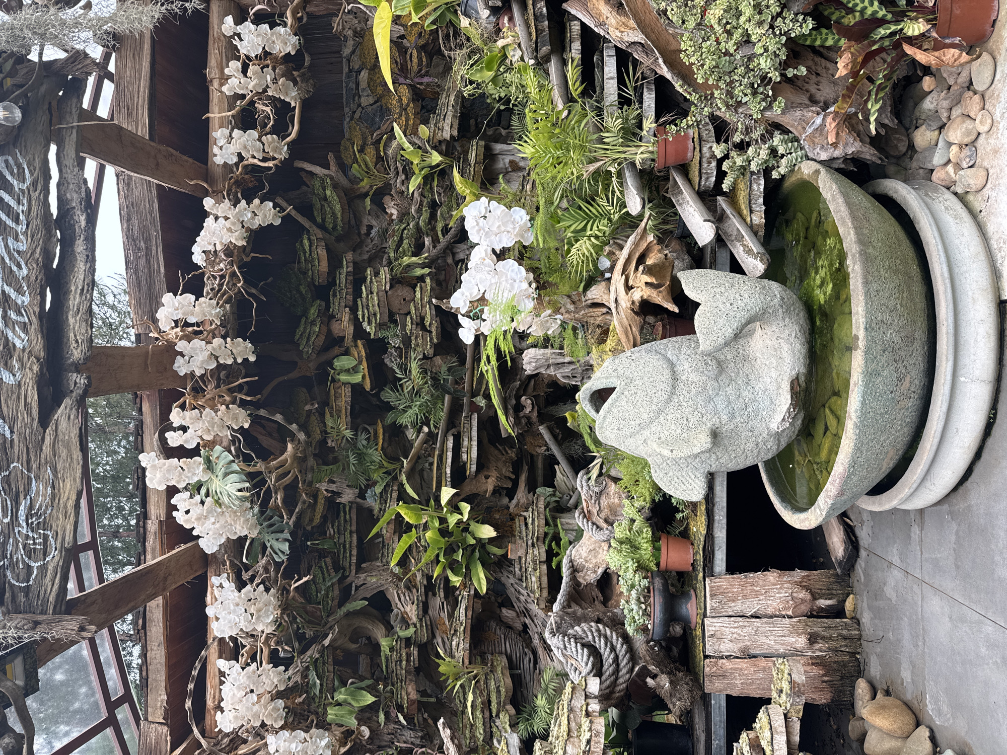 This image shows a close-up of a decorative garden feature within a greenhouse or conservatory. The central element is a large, textured stone sculpture of a fish positioned in a tiered, circular basin filled with green water and small stones. The sculpture has its mouth open, suggesting it is part of a fountain, with water appearing to flow into the basin.
Behind the sculpture, a complex, tiered wall is constructed from weathered wood, rocks, and mossy elements, creating a naturalistic, layered landscape. Various small plants, including ferns and succulents, are strategically placed within this structure. White orchids, both real and possibly artificial, are suspended from wooden branches above the tiered wall, adding a delicate contrast.
The foreground of the image reveals a paved floor made of square tiles. Scattered on the floor are several smooth, rounded stones of varying sizes. To the left of the fountain, there are some weathered wooden posts and a thick rope coiled around a piece of driftwood. In the background, the greenhouse structure is visible with wooden beams and panes of glass, suggesting an indoor garden environment. The overall impression is one of an artfully arranged, serene display, possibly intended as a water feature and a display of exotic plants. No people are present in the image. The location in Moc Chau, Vietnam, is not explicitly identifiable from the visual elements alone.