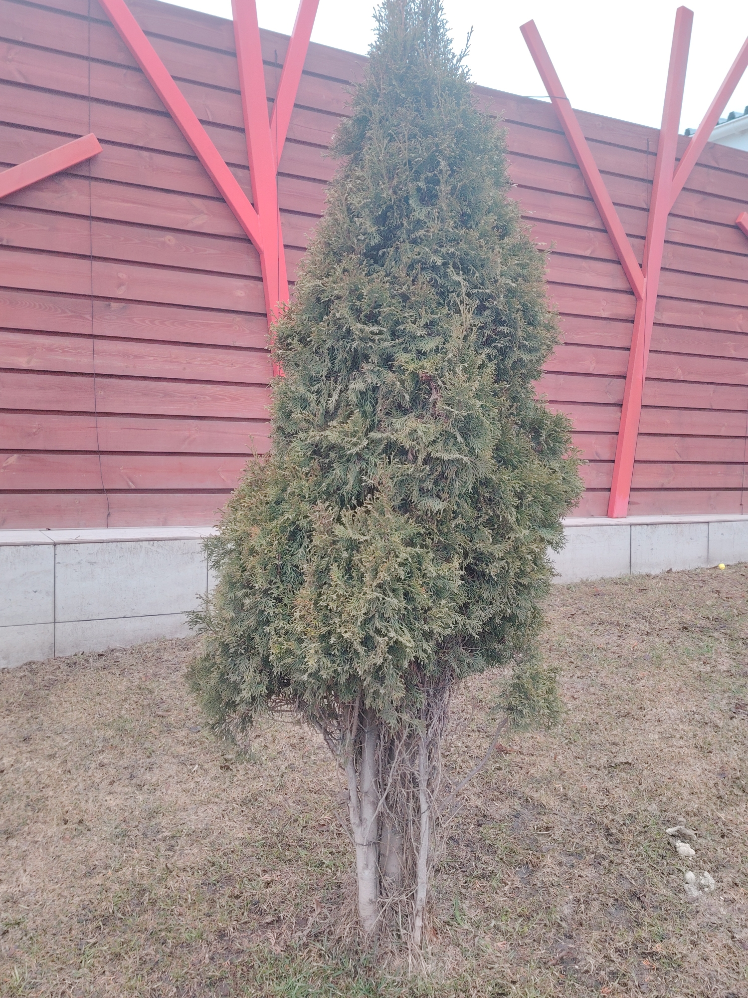 A coniferous shrub stands prominently in a grassy area. Its lower trunk is exposed, showing multiple stems. Behind the shrub is a low concrete wall topped by a horizontal wood fence stained red. The fence is decorated with vertical red supports that branch out toward the top. The ground cover appears to be a mix of dead grass and sparse green patches. The location is likely a garden or park in the city of Neftekamsk, Russia, as suggested by the context provided. The image does not contain people or explicit actions.