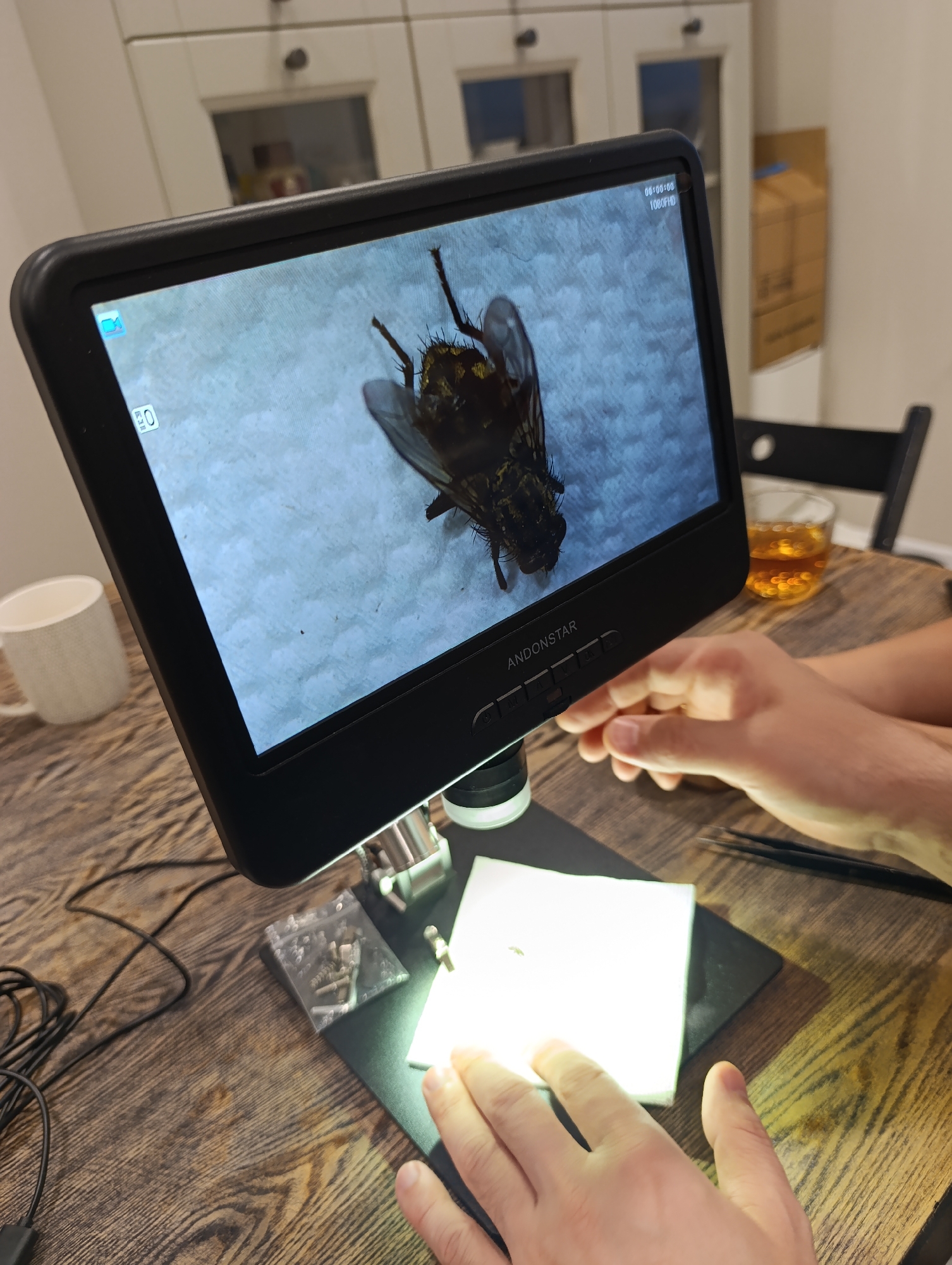 An indoor scene displays a digital microscope set up on a wooden table, featuring a large screen showing a highly magnified image of a fly. The fly's body appears dark and hairy, with visible wings and legs, set against a light, textured background. The screen displays "00:00:00" and "1080FHD" in the top right corner, and a video camera icon in the top left. The microscope's base is labeled "ANDONSTAR".
Two hands are visible, indicating a person is operating or observing with the microscope. One hand is positioned near the illuminated stage, which holds a small, bright white object, possibly a specimen or a surface for observation. The other hand rests on the table beside the microscope.
Various items are present on the wooden table: a white mug on the left, a glass filled with an amber liquid (likely tea or a similar beverage) on the right, and a small clear plastic bag containing tiny metallic components (such as screws) near the microscope's base. A pair of black tweezers lies next to the right hand. A black power cable is also visible.
In the background, white kitchen cabinets with glass doors and a partially visible cardboard box suggest a home kitchen or dining area setting. The lighting is consistent with an indoor environment during the day or evening. The activity appears to be a focused scientific or hobbyist examination of small objects. No specific visual cues confirm the given location of Perm, Russia.
