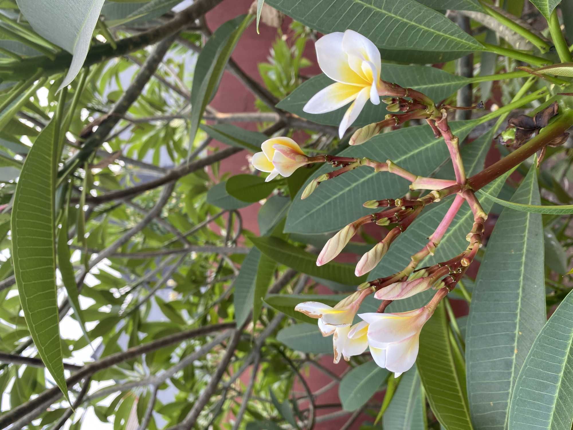A close-up, eye-level, vertical shot features a cluster of plumeria flowers and buds on a branch. The flowers are a delicate white with yellow centers, and some are partially open, revealing their layered petals. Several pink-tipped buds are also visible, some in tightly closed formation and others beginning to unfurl. The branch is a reddish-brown, dotted with small nodes where leaves and flowers emerge. Large, deep green, ovate leaves with prominent venation surround the flowering branch. In the background, out of focus, are more branches and leaves, suggesting a lush, tropical environment. A muted, reddish-brown wall is faintly visible behind the foliage. This scene is likely found in a residential garden or park in Tangerang, Indonesia, given the prevalence of plumeria trees in the region, often planted for their ornamental beauty and fragrant flowers. There are no people or animals present in the image.