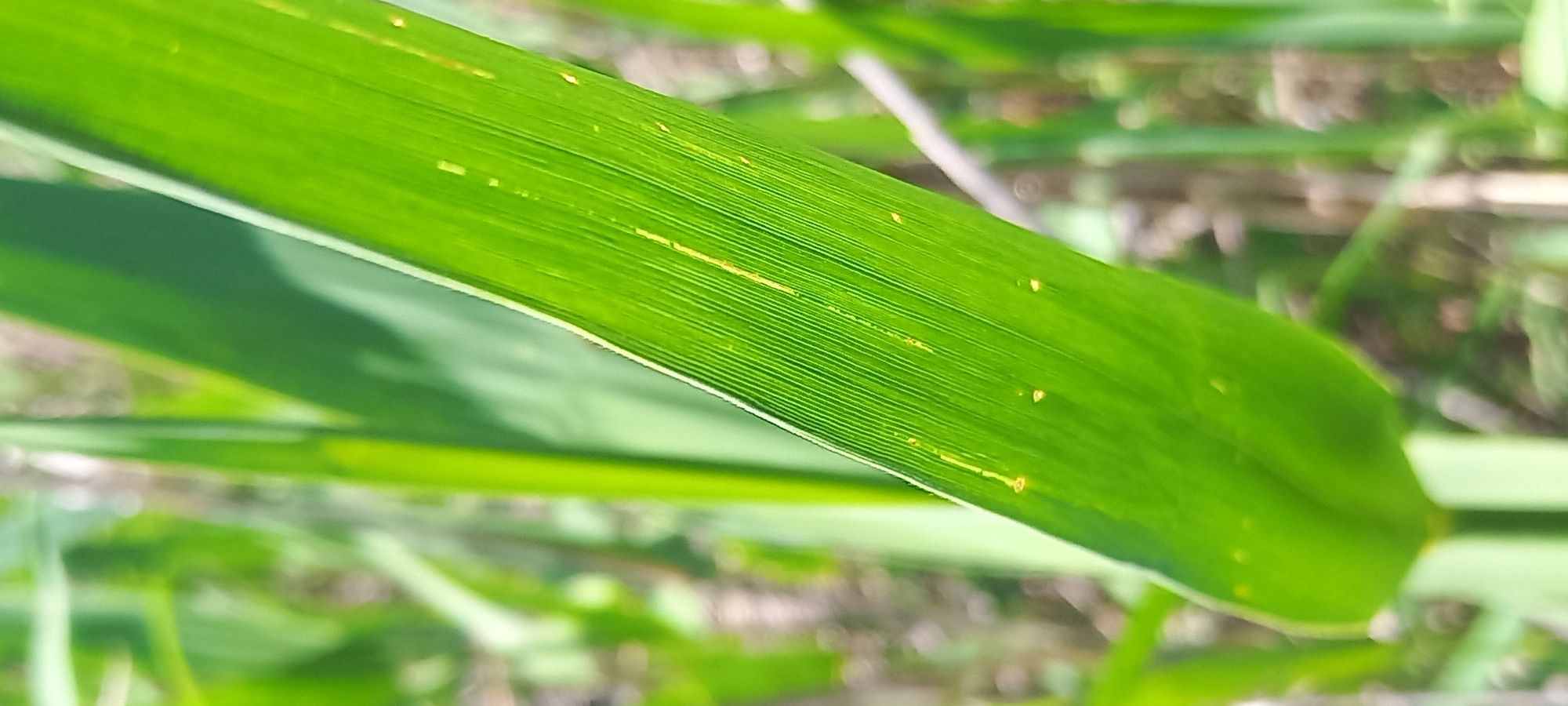 An extreme close-up, macro shot focuses on a vibrant green grass blade, angled diagonally from bottom left to top right. The blade displays a distinct parallel venation pattern, with the veins appearing as fine, slightly raised lines. Scattered across the surface of the blade are small, yellowish specks, possibly indicative of insect activity or early signs of disease. The background is heavily blurred, showing out-of-focus green foliage and hints of brown earth or dry grass, suggesting an outdoor, natural environment. The lighting appears to be natural sunlight, creating highlights on the blade's surface. There are no people, structures, or any identifiable landmarks to indicate the specific location within Kryvyi Rih, Ukraine. The image is purely a close examination of a single plant element.