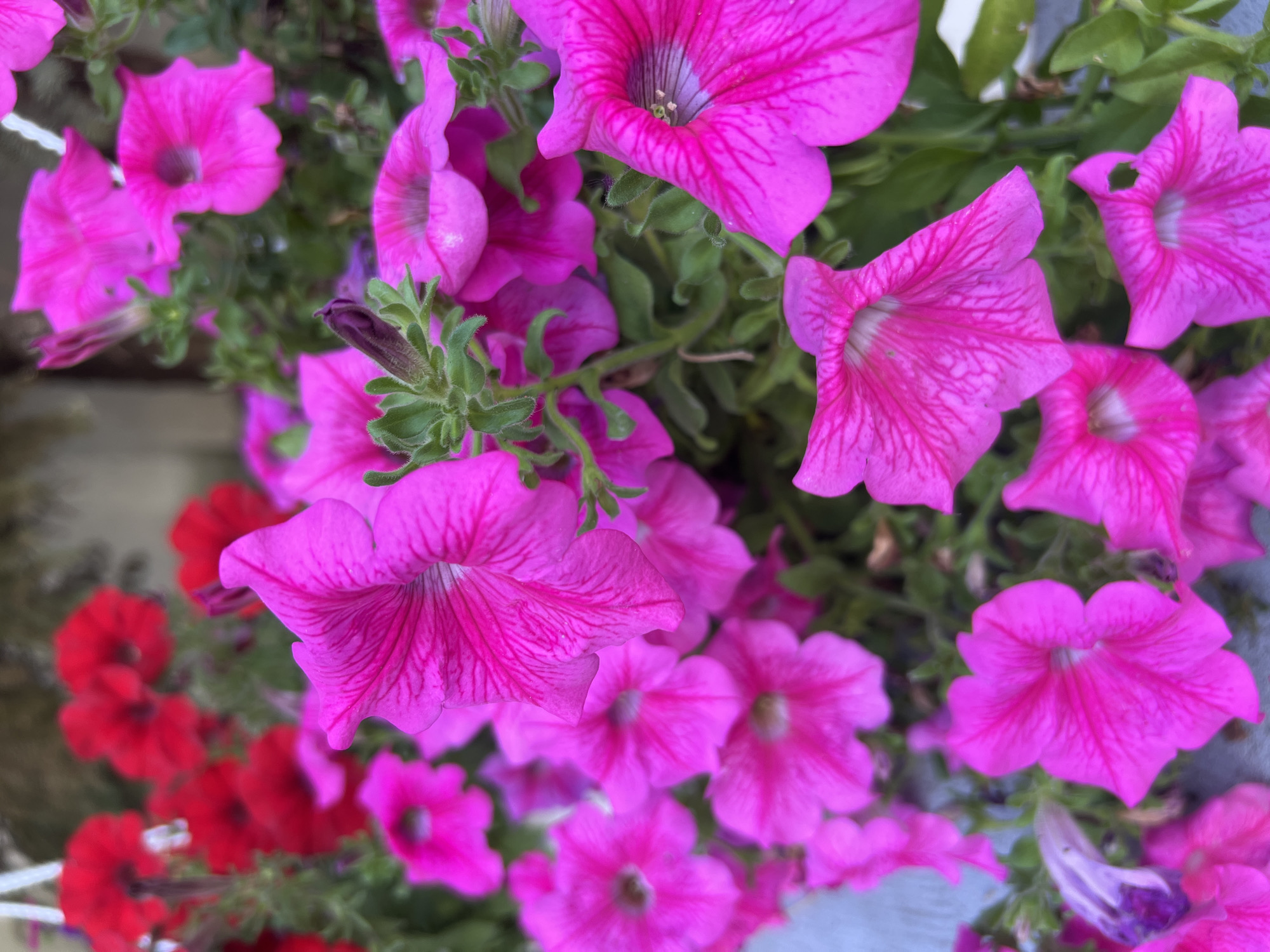 The image displays a close-up, overhead view of a cluster of vibrant pink petunias, with some red flowers visible in the background. The flowers are the primary subjects, filling most of the frame. The petunias have delicate, trumpet-shaped blooms with prominent, darker pink veins radiating from their centers. Their petals appear soft and slightly ruffled. Some of the petunia buds are still closed, a deep purple color, and are surrounded by green foliage. In the lower left quadrant, a scattering of bright red flowers, also possibly petunias, adds a contrasting splash of color. The lighting suggests it is daytime, and the scene appears to be outdoors, possibly in a garden or a hanging basket, given the dense clustering of the flowers. There are no people or text visible in the image. The overall mood is one of natural beauty and the vibrancy of blooming flowers. The location context provided is Fontanka, Ukraine.
