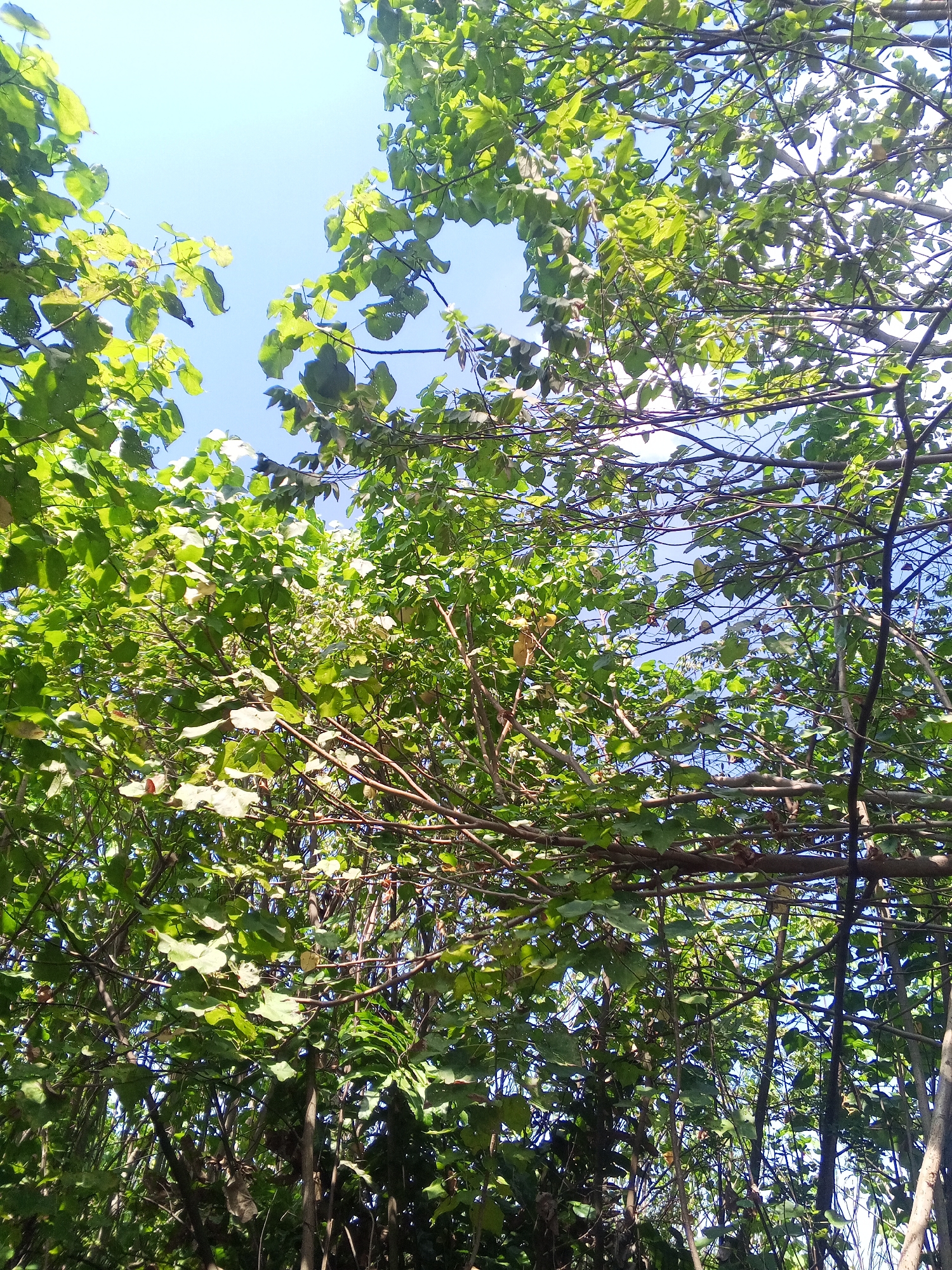This is a photograph taken from a low angle looking up at a canopy of trees with a clear blue sky visible through the branches. The leaves are predominantly a vibrant green, with some lighter green and yellow hues indicating sunlight filtering through. The branches are a mix of brown and grey, some appearing thicker and older while others are thinner and more recent growth. The image appears to have been taken outdoors in a natural setting, possibly a park or a dense garden within Surabaya, Indonesia, judging by the characteristic tropical foliage and bright sunlight. There are no people or animals visible in the frame, and no specific objects other than the natural elements of the trees and sky. The overall impression is one of lush, dense vegetation under a bright sky.