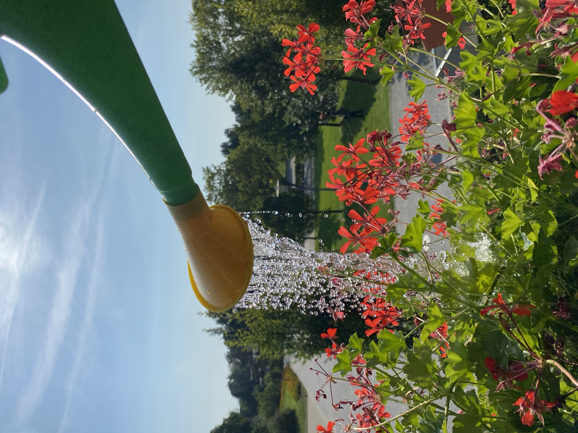In this medium shot, a green watering can with a yellow spout is held by an unseen person, watering a dense cluster of red geraniums and green leaves. Water streams from the spout, creating a delicate spray that catches the sunlight. In the background, a park-like setting is visible, with a paved path, green grass, and numerous trees under a clear blue sky with wispy clouds. The location is the city of Buk, Poland.