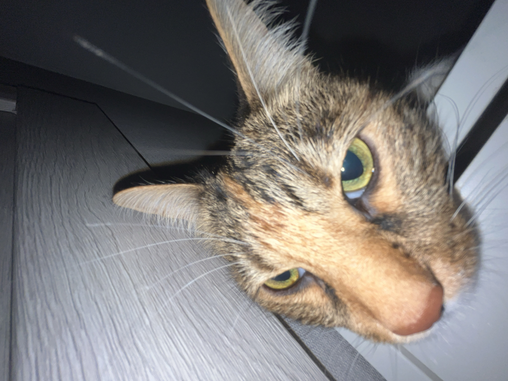 A close-up, fisheye lens shot captures a tabby cat's face, its head angled upwards. The cat's green eyes are wide and alert, with large black pupils. Its nose is a soft pink, and its whiskers extend outwards. The background is a mix of a textured, light gray surface on the left, and a dark, out-of-focus area on the right. The scene is indoors. There is no indication of the city of Nizhny Novgorod, Russia.