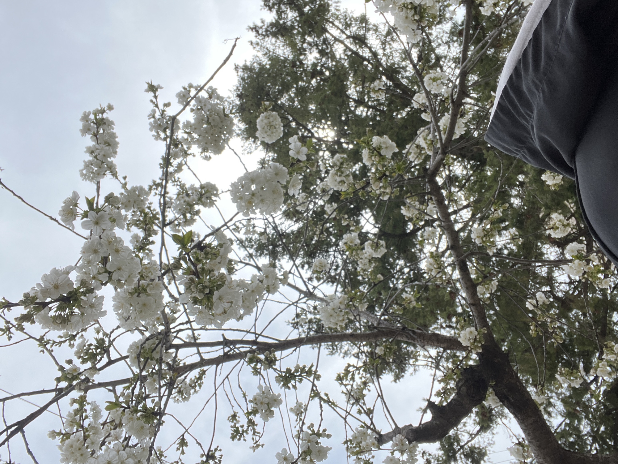 The image shows a tree with white blossoms against a cloudy sky. Part of a person's dark gray clothing appears in the upper right corner. The tree has thin branches and some green foliage mixed in with the white flowers. The location is undetermined, there is no data in this image to place it in Karlovo, Bulgaria.