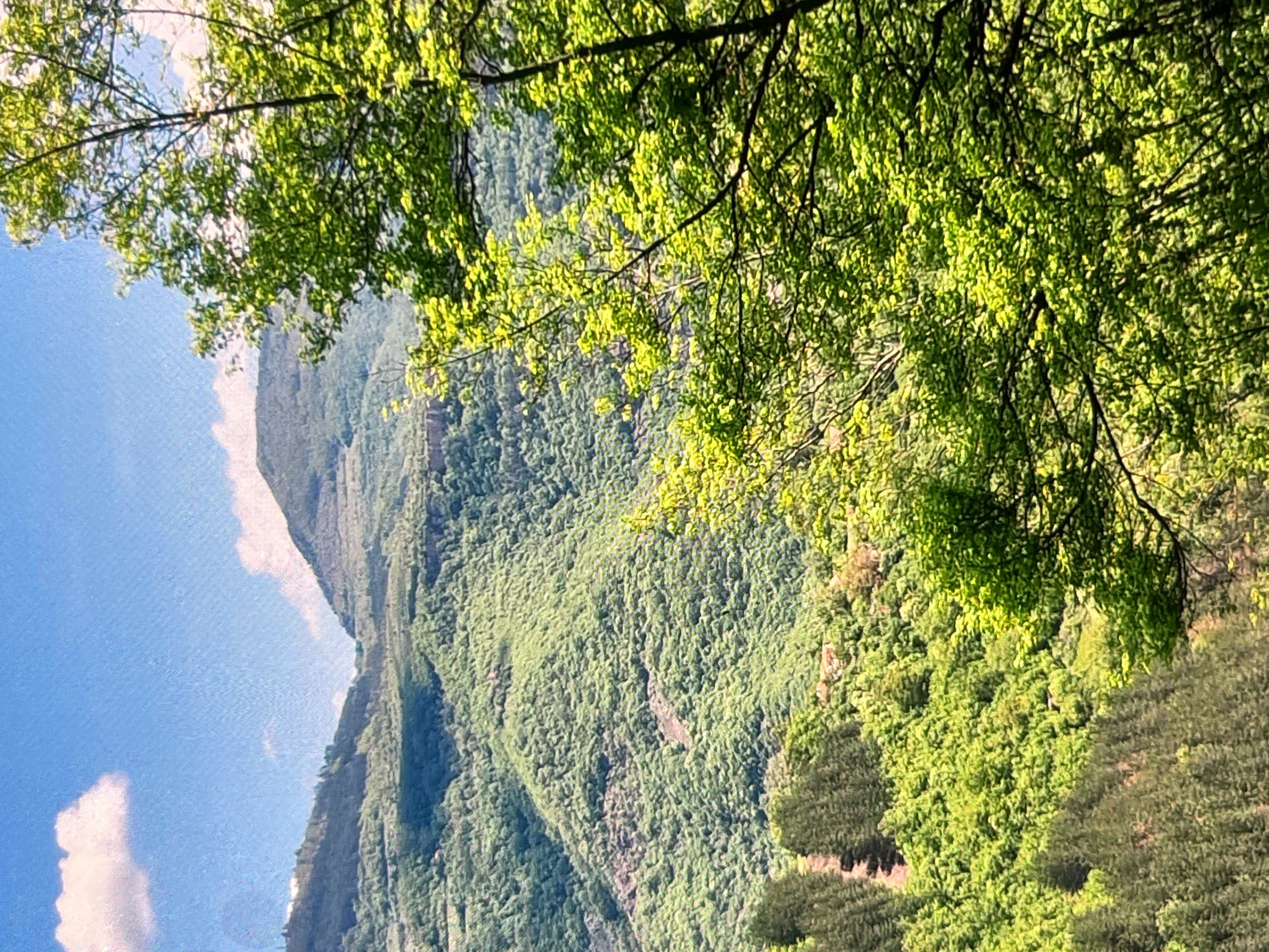The image depicts a mountainous landscape covered in dense, green vegetation under a bright blue sky with a few scattered white clouds. The foreground features the lush foliage of trees, with some branches and leaves prominently in focus, obscuring parts of the background. In the middle ground and background, rolling hills and mountains are visible, densely forested with varied shades of green. The terrain appears rugged and uneven, with slopes and valleys. The lighting suggests a sunny day, with sunlight illuminating the leaves and casting shadows on the mountainside. No people, structures, or man-made objects are discernible in the scene. The overall impression is one of a natural, untamed wilderness. The location is identified as Unknown, Unknown.