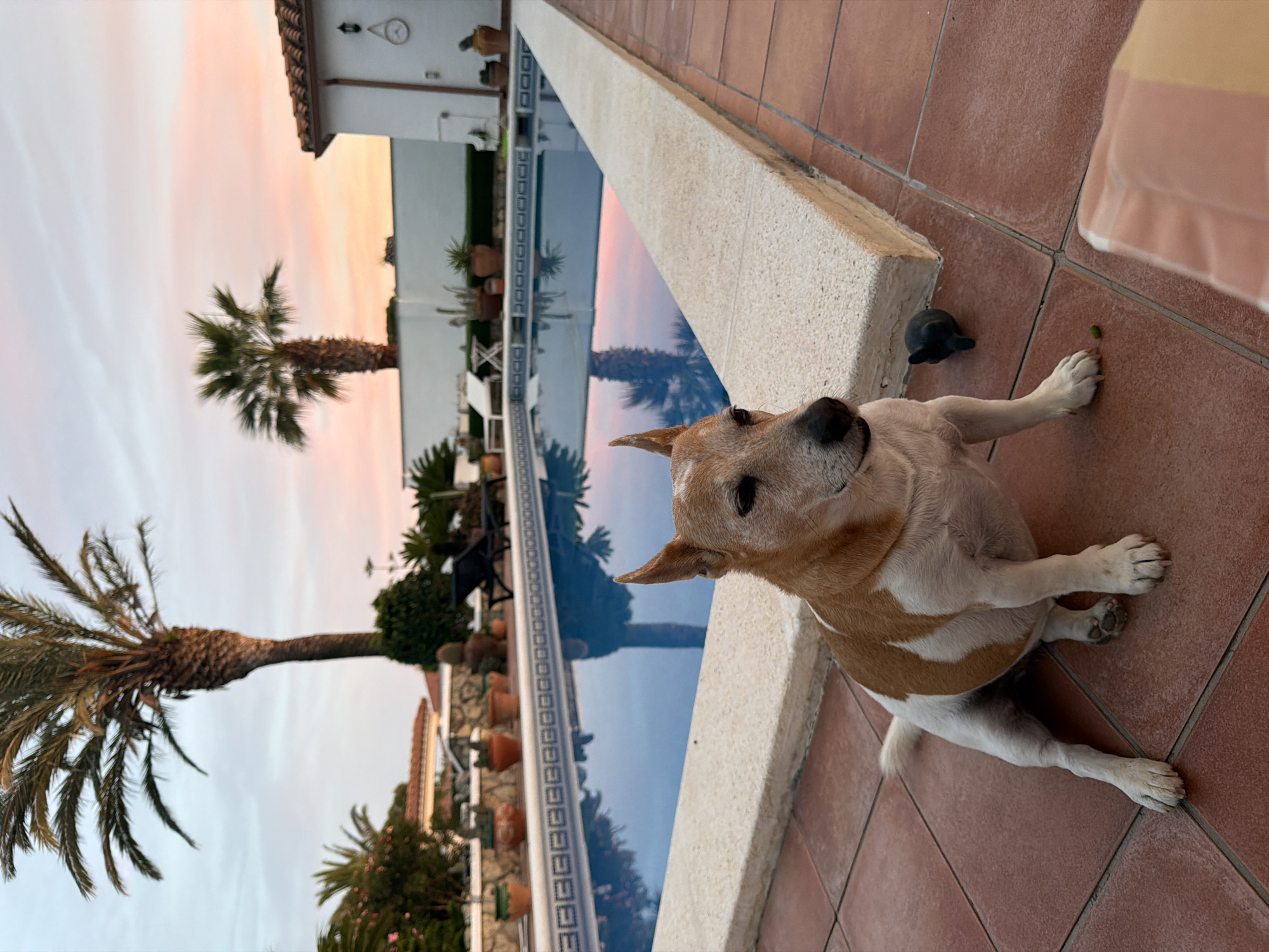 A medium shot captures a dog resting on a red-tiled patio, positioned next to a pool. The dog has a tan and white coat, with its legs outstretched in a relaxed posture. In the backdrop, the swimming pool reflects the colors of the sunset sky, with palm trees lining the edge. The scene is illuminated by the warm light of dusk. The image location is Mont-roig del Camp, Spain.