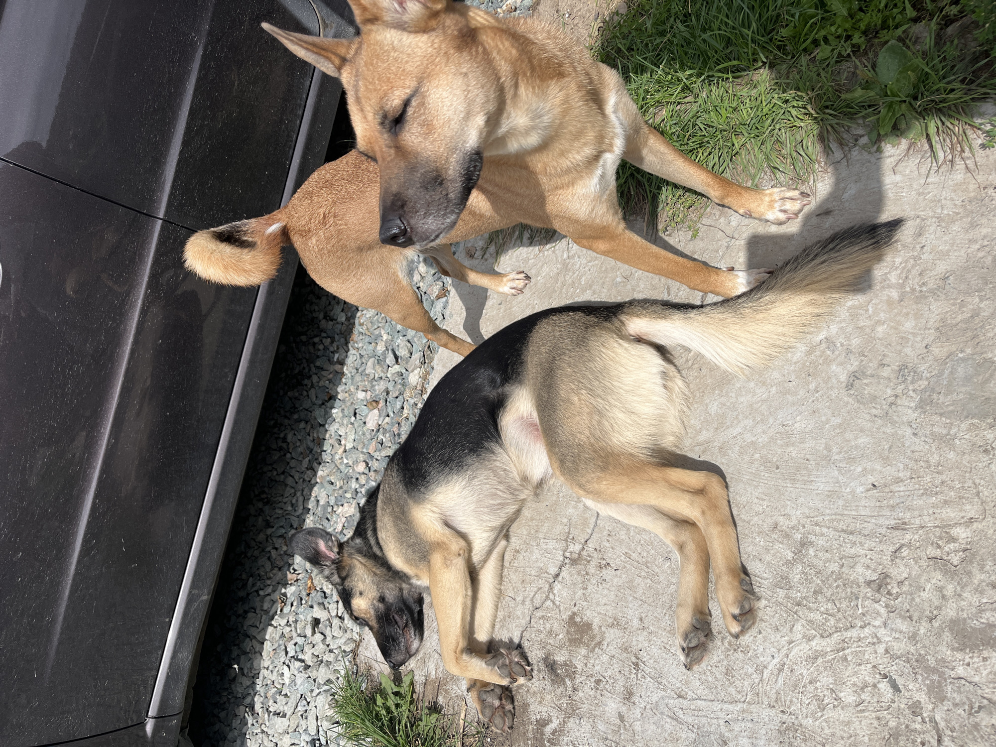The image shows two dogs resting on a concrete surface near a dark-colored car. The dog on the left is a German Shepherd mix, lying on its side with its eyes closed, appearing to be asleep or resting. Its paws are crossed. The dog on the right is a tan-colored dog, standing and facing away from the camera, with its eyes also closed. It is looking towards the left, in the direction of the other dog. The ground is a mix of concrete and gravel, with some green grass growing along the edges. The car is partially visible in the background. The scene appears to be outdoors on a sunny day. The provided information indicates this scene is located in Nizhny Tagil, Russia.