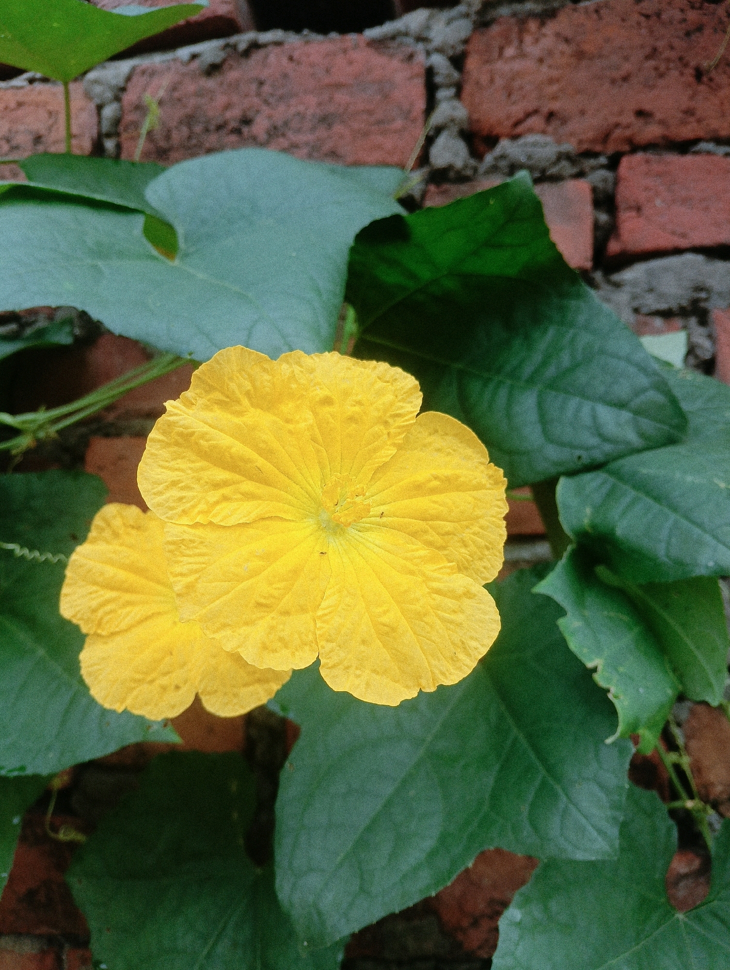 A close-up, vertical shot shows two bright yellow flowers with ruffled petals, likely from a gourd or squash plant. The larger flower is in the foreground and off-center to the right, with its petals fanned out. A second, partially visible yellow flower is positioned below and to the left of the main bloom. They are surrounded by large, dark green leaves, some of which have serrated edges. In the background, a brick wall of weathered red bricks and grey mortar provides a rustic backdrop. The lighting is natural, casting subtle shadows and highlighting the texture of the petals and leaves. The image appears to have been taken outdoors, likely in a garden or vine-covered area. The context of Chahania, India, suggests a tropical or subtropical climate conducive to the growth of such plants. There are no people or animals visible in the frame. The overall impression is one of natural beauty and vibrant color.