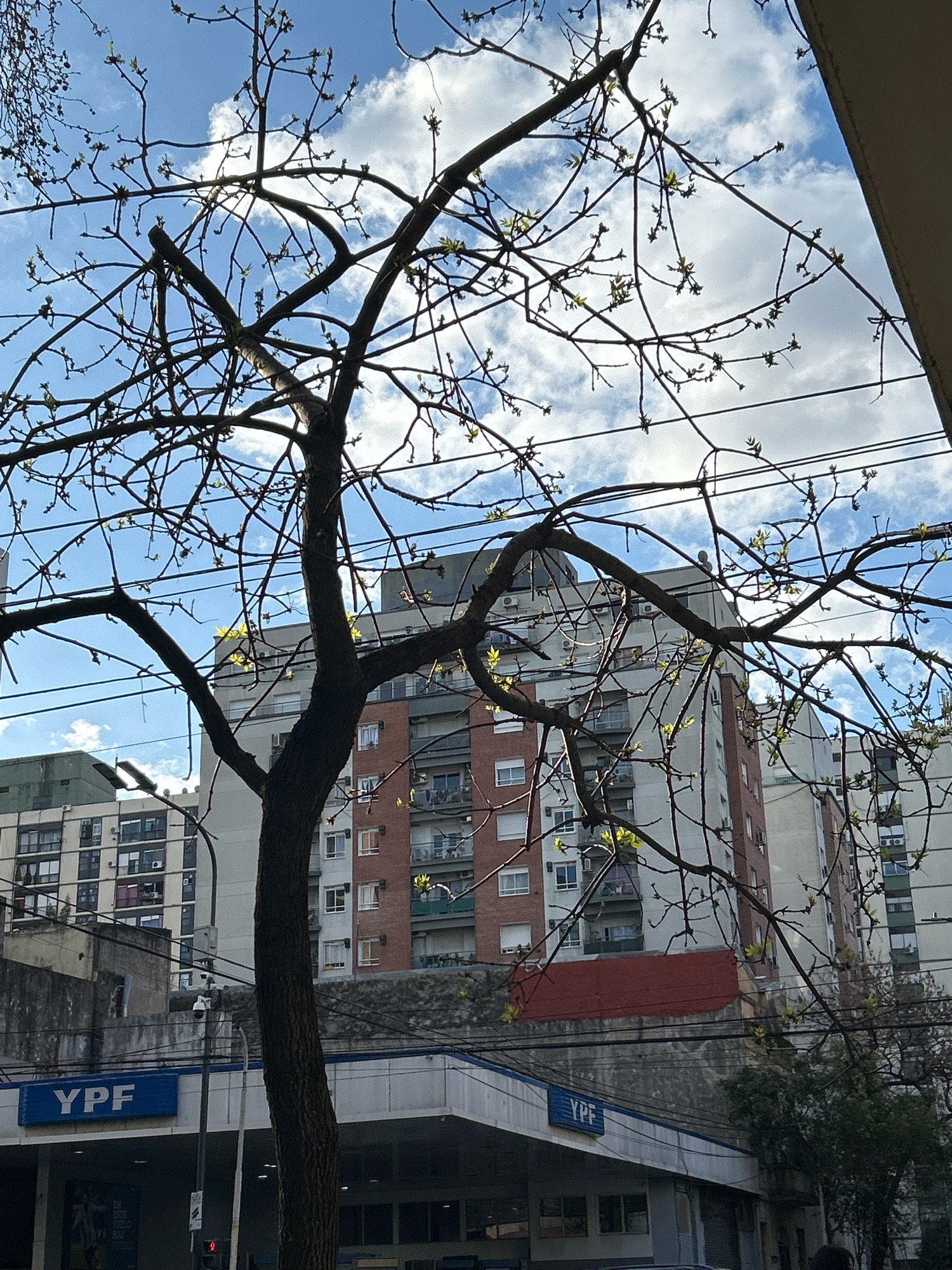 The image captures a view from a street in Buenos Aires, Argentina, looking upwards through the branches of a tree towards several apartment buildings and a YPF gas station. The sky is blue with scattered white clouds, and the sun is casting shadows. The tree's branches are bare, but small green buds are visible, suggesting springtime.
In the foreground, a dark, textured tree trunk dominates the center-left of the frame. Its branches spread out across the sky. Directly behind the tree, a YPF gas station is visible with its blue and white signage. Several apartment buildings of varying heights and architectural styles are clustered together in the background. One building has a reddish-brown brick facade, while others are lighter in color. Wires are strung across the scene, typical of urban environments. There is a security camera visible on a pole near the YPF station. No people are clearly discernible in the image, though there might be figures obscured by the tree or in the distance. The overall impression is a typical urban scene in Buenos Aires, with a mix of natural elements and man-made structures.