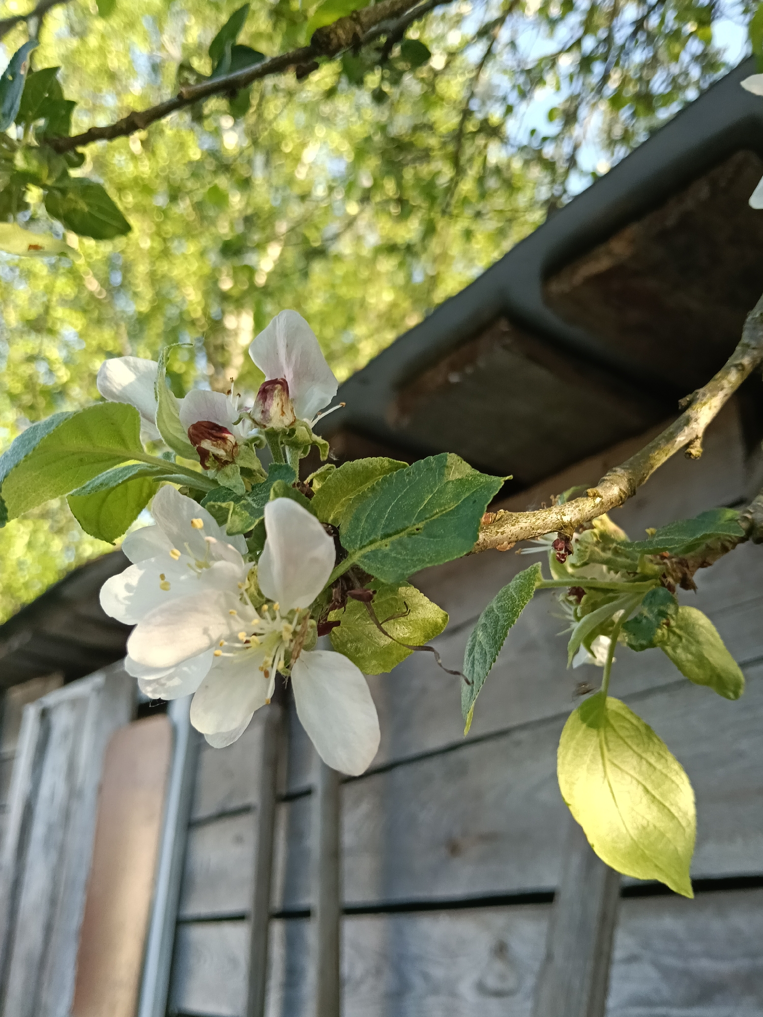 The image shows a close-up of apple blossoms and leaves on a branch. The blossoms are white, and some have begun to wither. The leaves are green and textured. Behind the branch, there is a wooden building with gray planks and a dark-colored overhang. Above the building, there are blurry green trees and a glimpse of blue sky. There is nothing in the picture to suggest this is in the city of Красный Маяк, Russia.