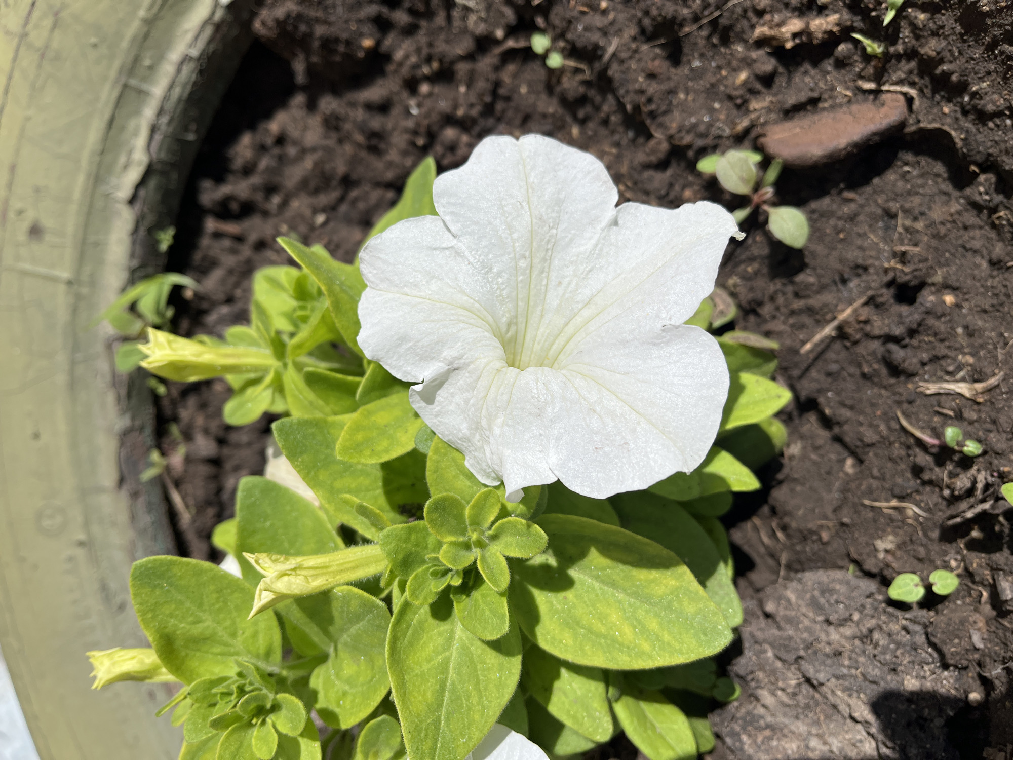 A white petunia flower is in full bloom in a planter. The plant has bright green leaves and several yellow buds. The planter is filled with dark soil, and small green seedlings are visible around the base of the petunia plant. The planter appears to be made of a textured, light-colored material, possibly a recycled tire. The scene is outdoors, with natural lighting casting shadows. The specific location in Zhigalovo, Russia, is not discernible from the image alone.