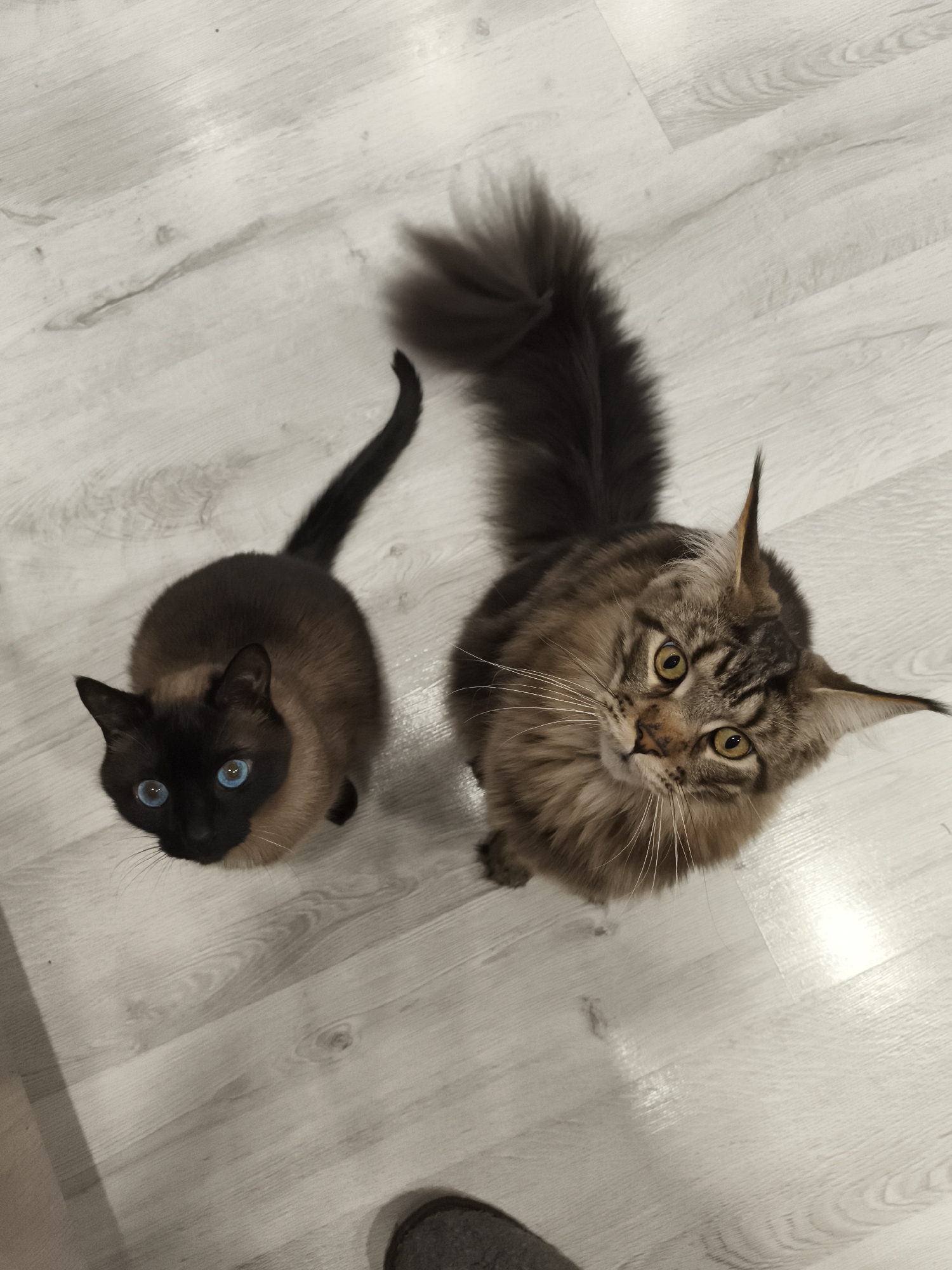 Two cats are positioned on a light-colored wooden floor, looking upwards towards the camera. On the left is a Siamese-type cat with a dark brown face, ears, paws, and tail, contrasting with a lighter brown body, and striking bright blue eyes. To its right is a larger, fluffy tabby cat, resembling a Maine Coon, with prominent ear tufts, a bushy tail, and golden-yellow eyes. Both cats appear alert and attentive, possibly seeking attention or food from the person taking the photograph. A partial view of a dark slipper or foot is visible in the bottom right corner of the frame, indicating the presence of a human observer. The setting is indoors, likely a home, with artificial lighting. There is no visible text. The image provides a candid, overhead view of the pets in what appears to be a domestic environment in Русский Вожой, Russia.