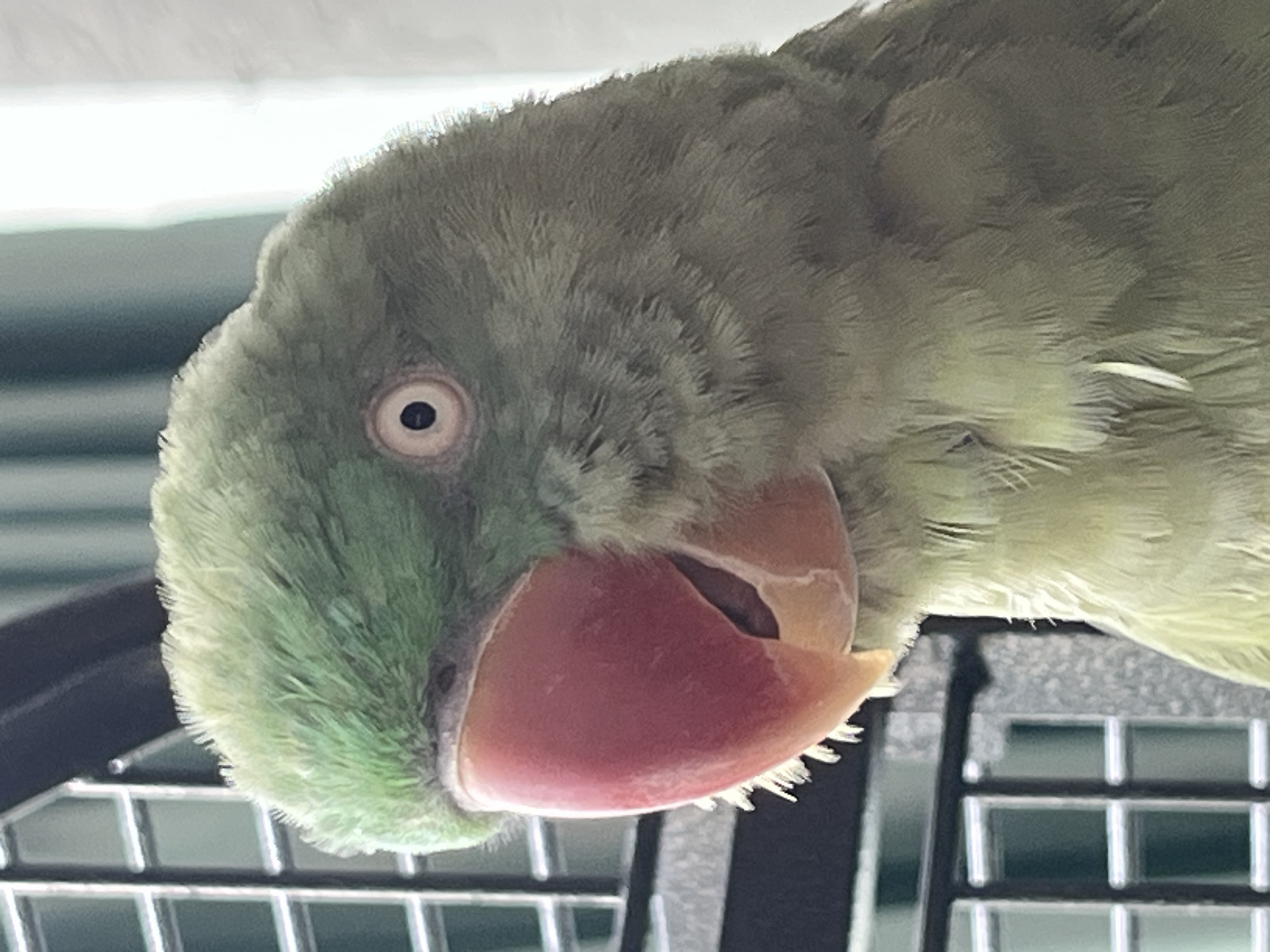 The image presents a close-up, matter-of-fact depiction of a parrot, situated in the city of Pazardzhik, Bulgaria. The subject is a parrot, displaying predominantly green plumage. Its head and upper torso are visible, with the bird oriented slightly to the viewer's right. The plumage on the head and neck consists of varied shades of green, ranging from a brighter green on the crown to a more muted olive-green on the cheeks and lower neck. Individual feather shafts are discernible, particularly on the crown and areas where the feathers appear ruffled.
A prominent feature is the bird's beak, which is a vivid red-orange on the upper mandible, transitioning to a paler, fleshy orange-yellow on the lower mandible, revealing a dark oral cavity. Fine, light-colored bristles or feather remnants project from the cutting edge of the upper mandible. The bird's eye, located on the right side of its head (from the viewer's perspective), features a distinct dark, circular pupil surrounded by a light, pale tan or cream-colored iris.
In the background, to the left of the bird, dark, metallic cage bars are visible in a grid pattern, suggesting the parrot is enclosed. The background elements appear out of focus. To the right of the bird, the background is a blurred, brighter area, possibly a light source or an indistinct wall. The parrot's expression is neutral. No human figures or other animate subjects are present.