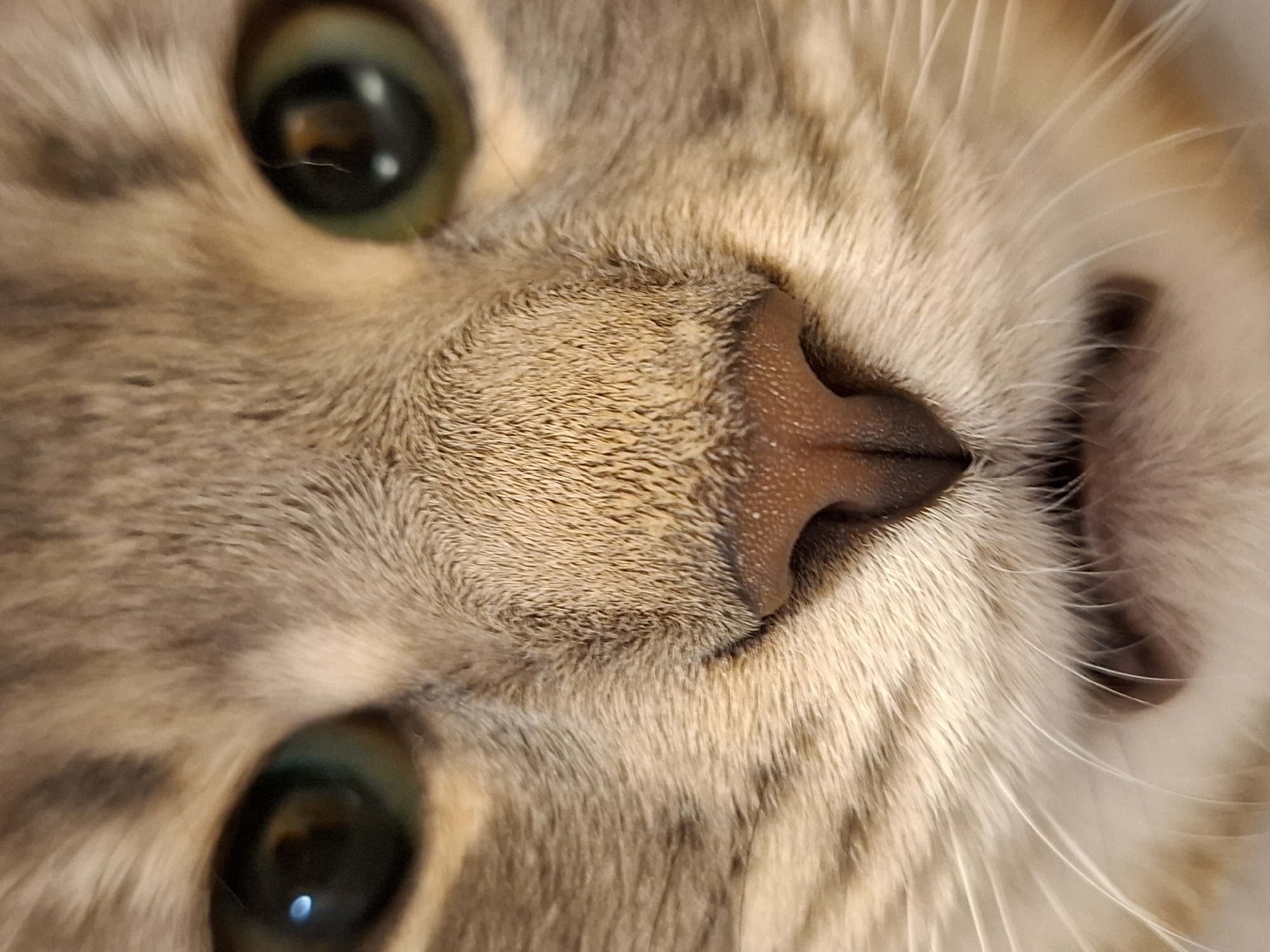 A close-up image shows the face of a cat with green eyes and a pink nose. The cat is light brown and grey with white whiskers. The image appears to be taken indoors. There is no evidence to support the image's location as Novi Sad, Serbia.