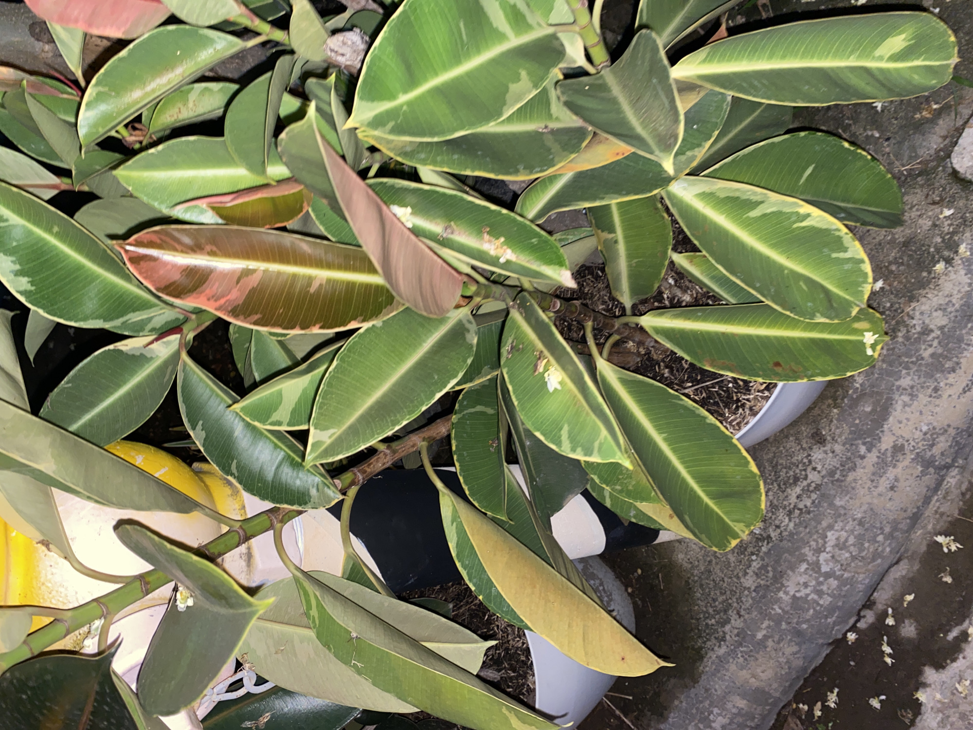 The image displays an outdoor, ground-level view of multiple potted plants, identified as variegated *Ficus elastica* (rubber trees), illuminated by an artificial light source, suggesting a nighttime setting in Davao City, Philippines.
The plants exhibit large, ovate leaves with prominent variegation, featuring green centers and irregular creamy-white to yellow margins. Several newly emerging leaves display distinct reddish-pink coloration. One mature leaf in the lower left quadrant is predominantly yellow, indicative of age or senescence. Small, white, five-petaled floral debris is scattered on the foliage and on the underlying concrete surface.
The plants are housed in multiple white cylindrical pots. In the upper background, a portion of a larger, yellow or cream-colored container is visible. The ground consists of a dark grey, textured concrete path or curb, with additional white floral debris present. A segment of an object with black and white horizontal stripes is partially visible between two plant pots in the mid-left. The illumination creates sharp contrasts, highlighting the foliage and casting deep shadows.