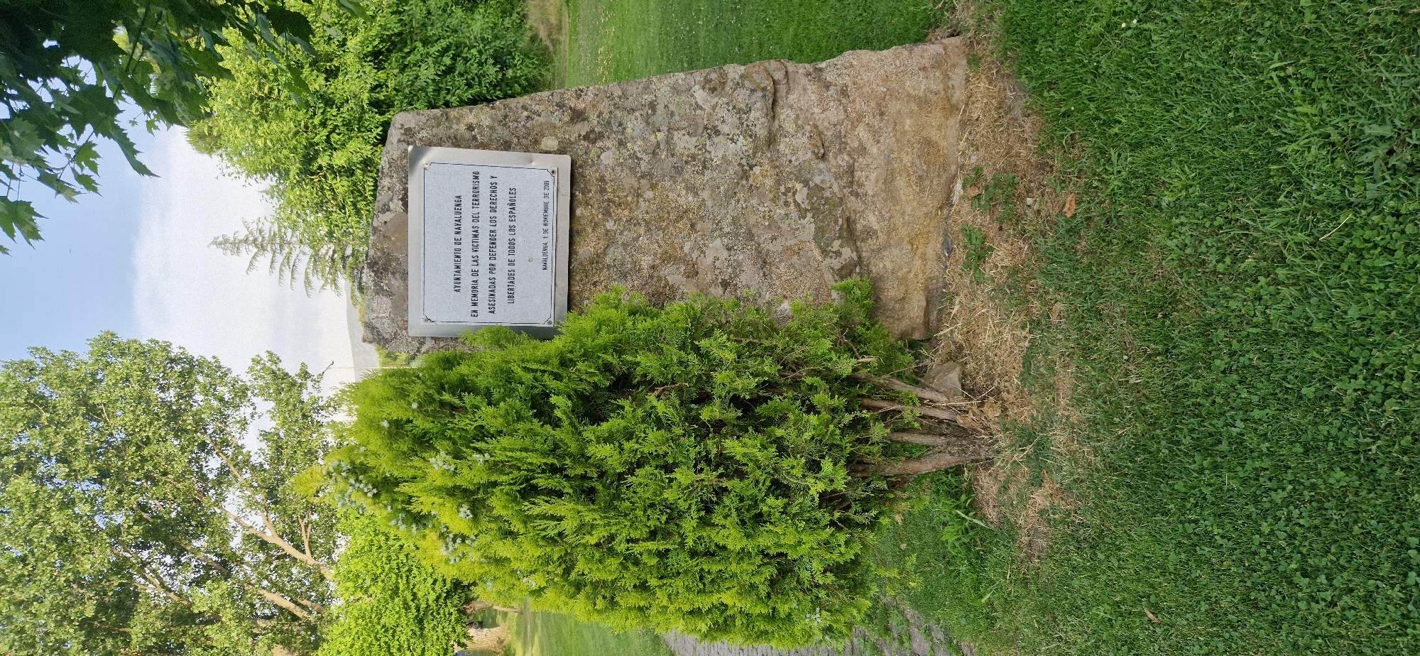 In an outdoor, grassy area, a memorial plaque is affixed to a rough, weathered stone boulder. The plaque, a light-colored rectangle, features text in Spanish. Above and to the left of the boulder, a small, dense evergreen tree with light green foliage stands. Behind the tree and boulder, lush green trees and foliage fill the background. The sky above is clear blue with some wispy clouds. The ground is covered in green grass, with some patches of drier, straw-colored grass near the base of the boulder and tree. A paved path is visible to the left of the tree.