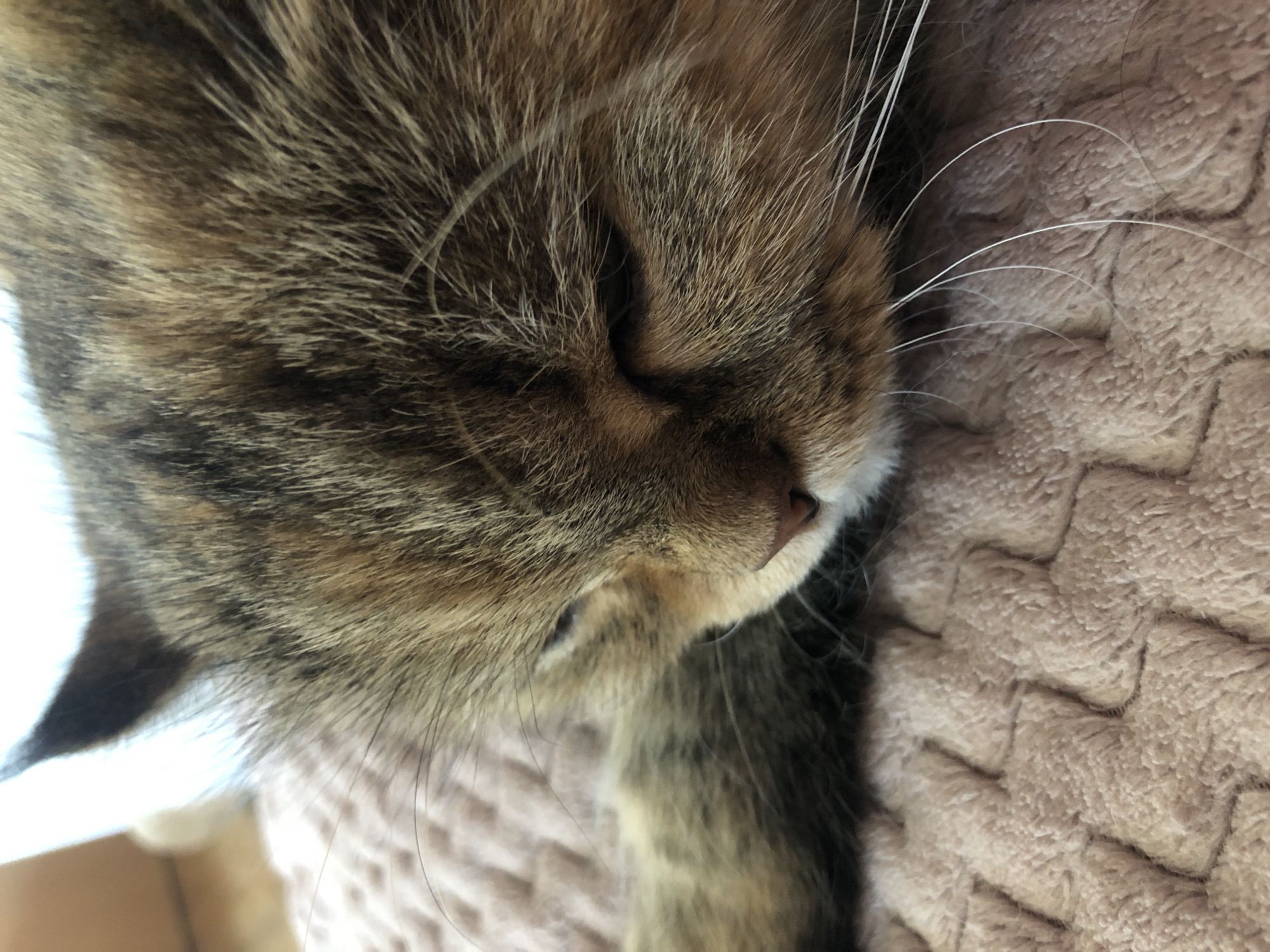 A close-up, eye-level shot captures a tabby cat sleeping on a textured, light-pink blanket. The cat's fur is a blend of brown, black, and orange, with long, white whiskers fanned out on its face. Its eyes are closed, and its head is tilted downward, suggesting deep sleep. The blanket appears soft and plush, with a quilted pattern that creates raised squares across its surface. The lighting is soft and diffused, creating a gentle ambiance. The background is blurred, with hints of a light-colored wall or surface. The overall scene evokes a sense of peace and comfort.