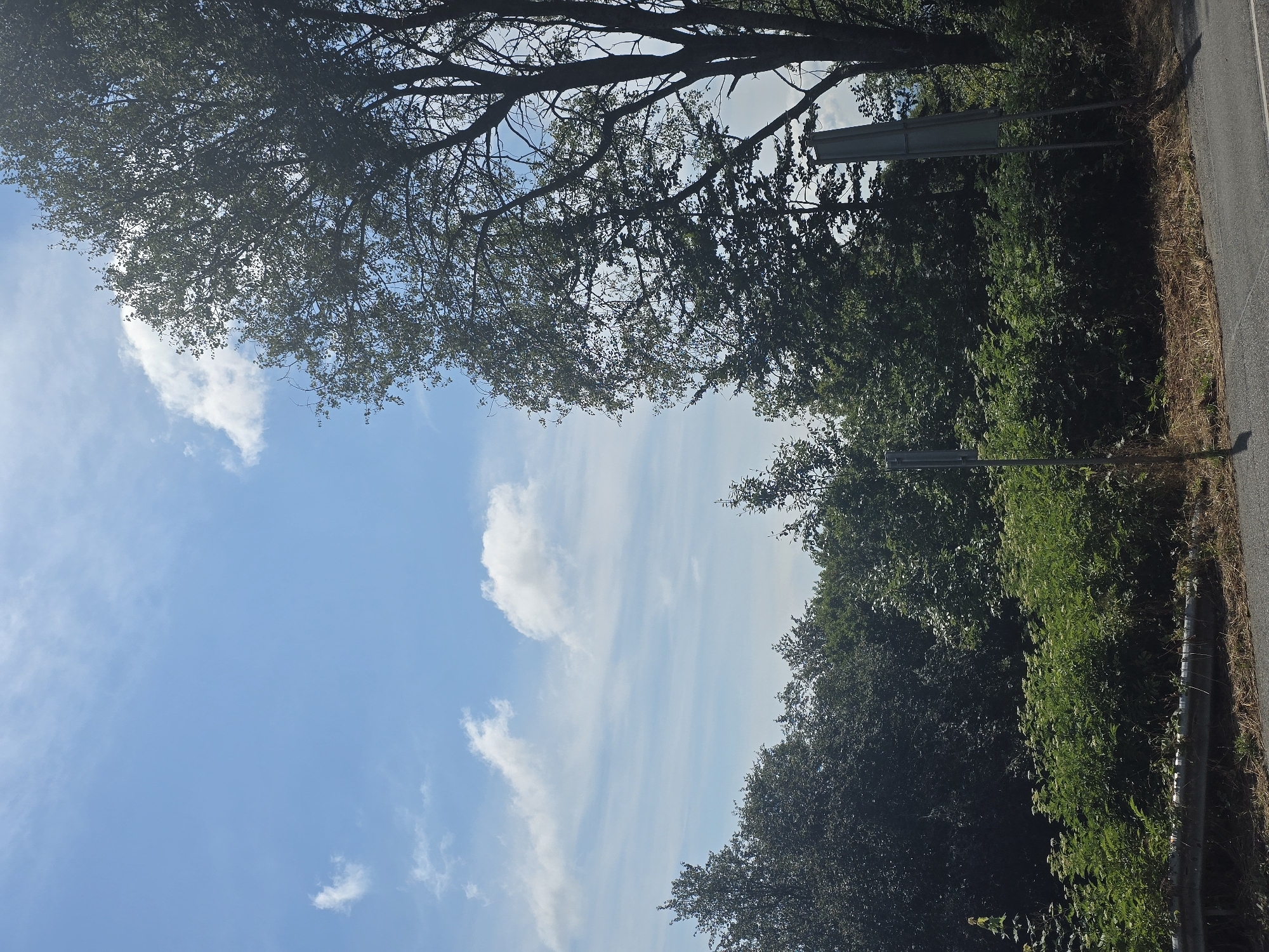 The image captures a sunny day with a blue sky dotted with scattered white clouds, set against a backdrop of dense green foliage. On the right side of the frame, a large tree with dark green leaves stands prominently, its branches reaching towards the sky. In the foreground, a road is visible with a metal guardrail running along its edge, separating it from the verdant undergrowth and trees. Two metallic posts, likely supporting signs, are partially visible amidst the greenery, one leaning slightly to the right. The overall scene suggests an outdoor environment, possibly a roadside in a natural setting.