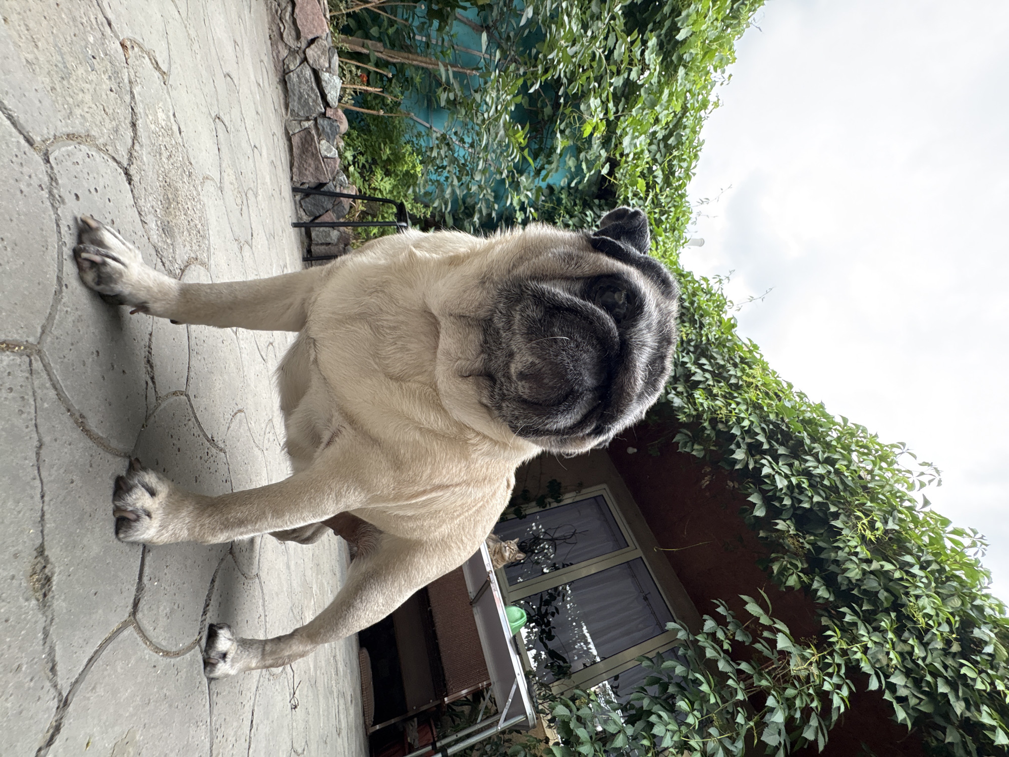 A pug dog stands on a paved patio in a backyard. The dog is light brown with a black face. In the background, there is a building with windows, covered in green ivy. A small tabby cat sits on a table in front of the building. The patio is made of interlocking concrete tiles. A stone wall is visible on the left side of the image. The sky is overcast. The image appears to have been taken in the city of Almaty, Kazakhstan, due to the architectural style and vegetation.