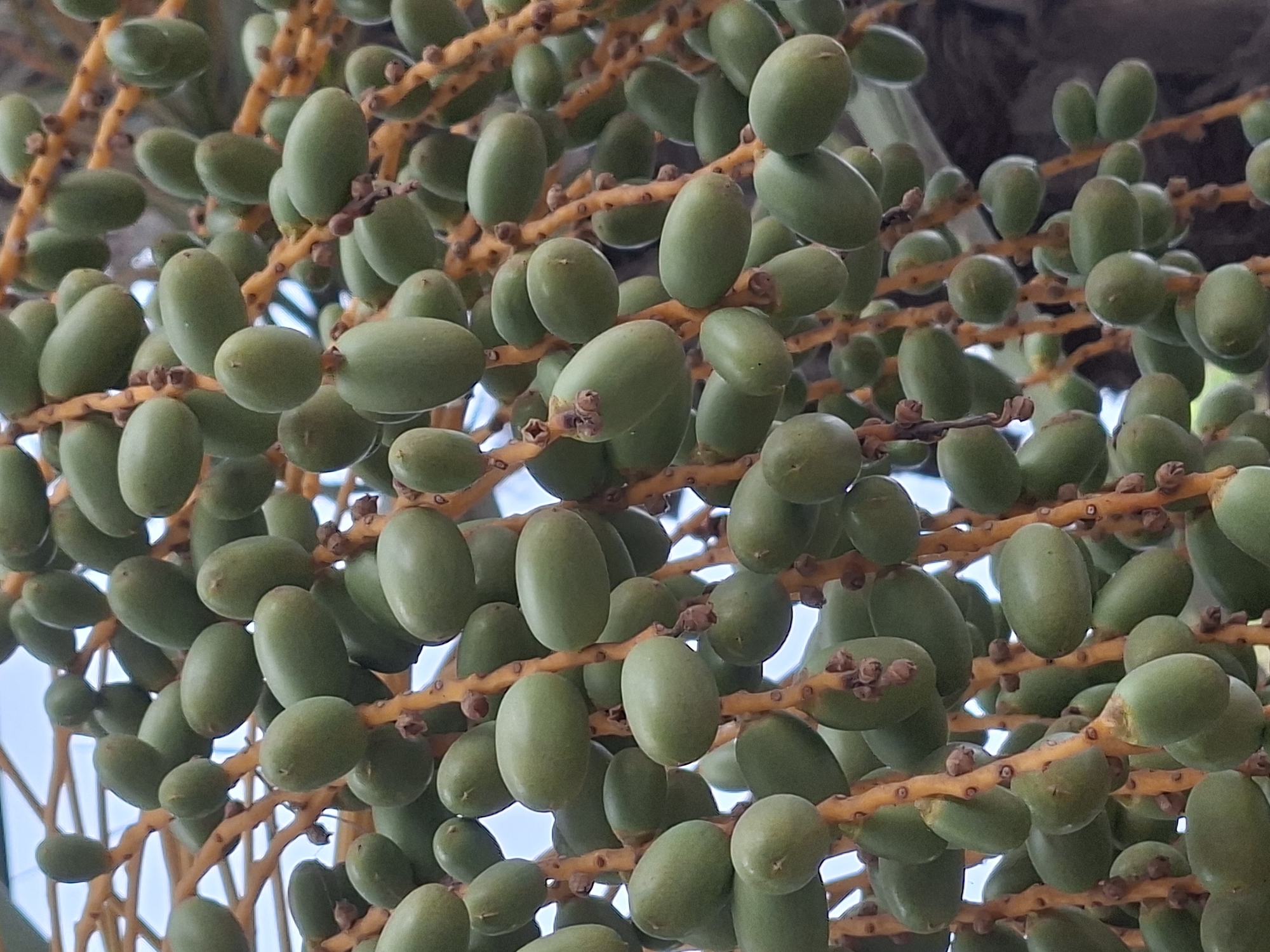 The image shows a cluster of unripe dates hanging from a palm tree. The dates are small, oval, and green, with some appearing to be developing small brown calyxes at their tips. They are clustered together on a thick, orange-brown stem that branches out. The background is blurred, with hints of blue sky and some darker foliage. The scene is an outdoor environment, likely a garden or park, given the presence of a palm tree. There are no people or animals visible in the image. This image could have been taken in Torrevieja, Spain, a coastal city known for its palm trees and Mediterranean climate, which are conducive to date palm cultivation.