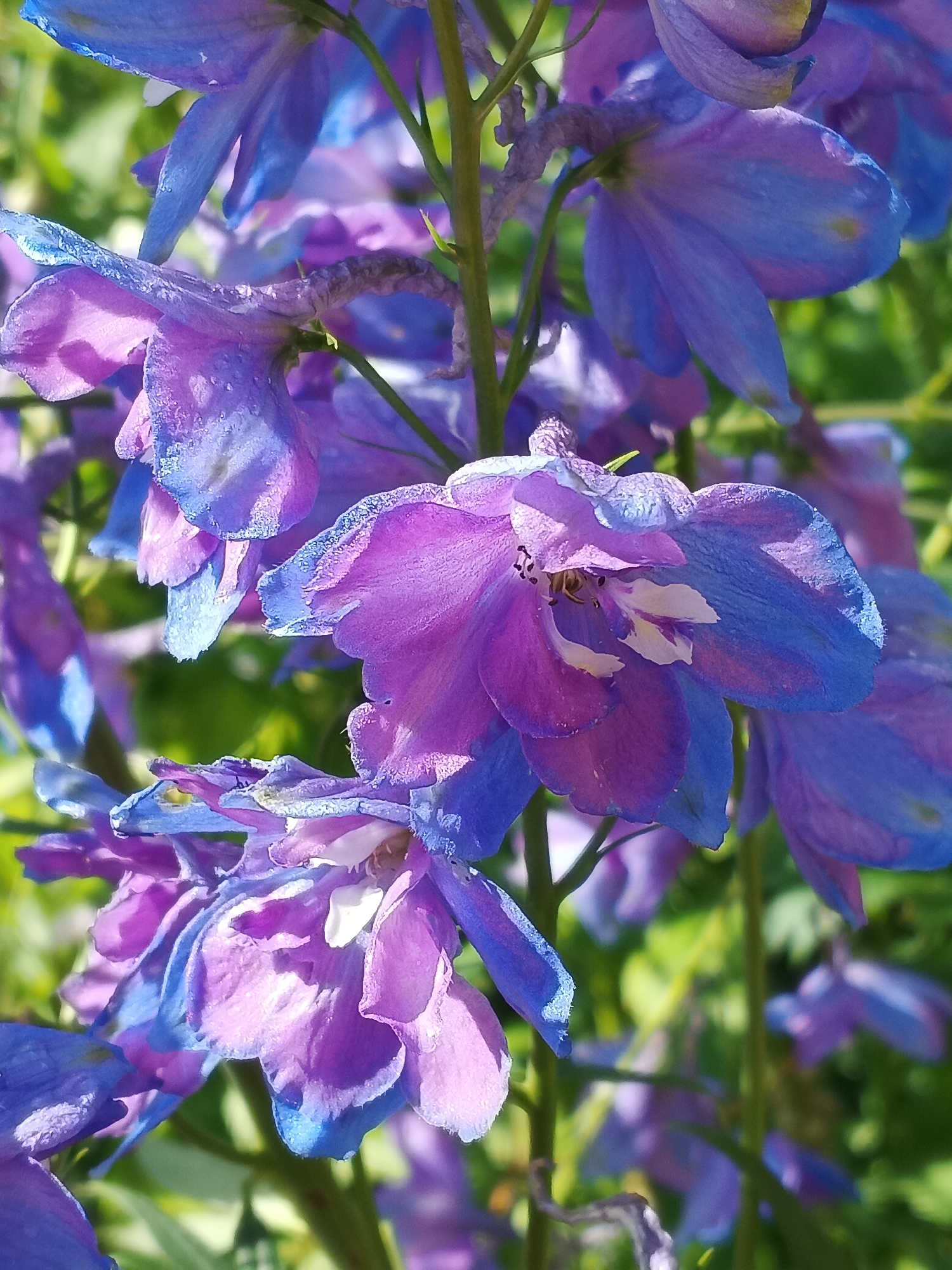 The image shows a close-up of a cluster of delphinium flowers with vibrant purple and blue petals. The flowers are in sharp focus against a blurred green background, suggesting an outdoor setting. There are no people or discernible man-made objects in the image. The image is a photograph of a natural scene. The location in Suvorov, Russia is not evident from the image itself.