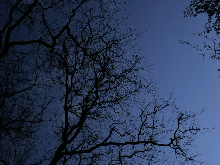 The image displays a captivating upward view through a dense canopy of bare, dark tree branches, silhouetted against a deep, graduated blue sky. The trees are deciduous, completely without leaves, strongly suggesting a late autumn or winter setting. The varying shades of blue in the sky, transitioning from darker to slightly lighter, clearly indicate the time of day is either dusk or the early evening hours. The sky is clear and cloudless, contributing to the serene atmosphere.
Several very small birds are subtly perched on the intricate branches, discernible upon closer inspection, adding a touch of life to the stark silhouettes. The composition highlights the delicate, fractal patterns of the branches against the vast expanse of the sky. The overall scene evokes a sense of tranquility and natural beauty, characteristic of twilight. This quiet moment is observed in Montalcino, Italy. No text is visible in the image.