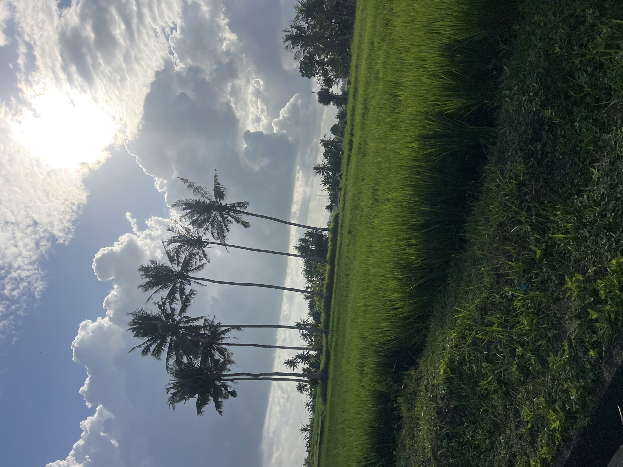 The image depicts a verdant rice paddy field stretching into the distance, with a cluster of tall palm trees silhouetted against a dramatic sky. The sky is a mix of bright blue and heavy, grey clouds, with the sun partially obscured by the clouds, casting a bright, ethereal glow. The foreground shows a patch of dark green grass, with the vibrant green rice stalks dominating the midground and background. Several power lines are visible in the distance, suggesting proximity to a populated area. The scene is characteristic of the agricultural landscape found in the outskirts of Kediri, Indonesia, where rice cultivation is prevalent. There are no people or discernible actions taking place.