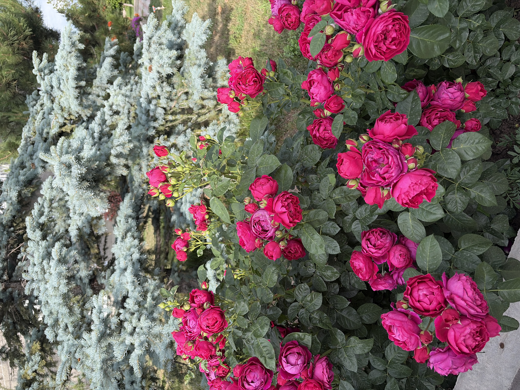 A cluster of vibrant pink roses blooms in the foreground, with dense green foliage surrounding them. Behind the roses, a large blue spruce tree with its characteristic soft, silvery-blue needles dominates the background. The ground beneath the tree is covered in green grass, with patches of brown earth visible. The scene appears to be in a garden setting, possibly a park or a residential yard. The lighting suggests it is daytime, with sunlight casting soft shadows. No people or animals are present in the image.