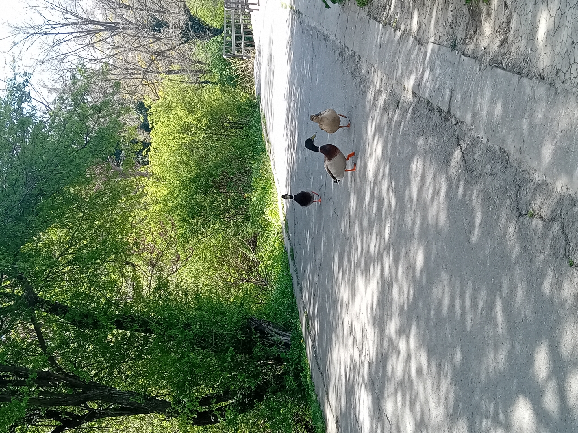 The image, taken with a vertical orientation, captures an outdoor scene on a brightly lit, sunny day, likely in spring or early summer due to the lush green foliage. The main subjects are three ducks on a paved path. Two of the ducks are male mallards, identifiable by their distinct iridescent green heads, white neck rings, brown chests, and grey bodies. The third duck is a female mallard, characterized by her mottled brown plumage. They appear to be walking or standing on the path.
The paved path, made of concrete or asphalt, stretches diagonally through the frame and shows some cracks and texture. Strong sunlight filters through overhead trees, casting prominent, dappled shadows of leaves across the path. To the left of the path, a dense array of vibrant green trees and bushes creates a natural, verdant setting, suggesting a park or a natural reserve. Some bare tree branches are visible further in the background, contrasting with the new green growth. In the upper background, near the edge of the path, a metal fence or railing can be faintly seen. There is no visible text in the image.
