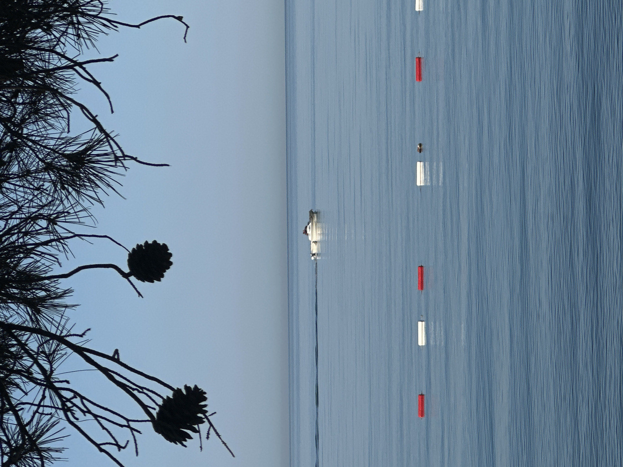 This image, taken in Bar, Montenegro, displays a serene coastal scene rotated 90 degrees clockwise. On the left side, silhouetted branches of a pine tree, laden with needles and two prominent pinecones, stand starkly against a soft, light blue sky. This contrasts with the right side of the frame, which features calm, textured blue water.
A small, white boat, possibly a dinghy or a small motorboat, is visible in the water, appearing to be stationary and tethered by a dark line. Further into the water, a series of five rectangular buoys are arranged vertically, alternating in color between red and white, likely marking a designated area or channel.
The tranquil water surface suggests calm weather conditions. The light blue sky indicates either early morning or late afternoon, contributing to the peaceful atmosphere. No people or visible text are present in the image. The scene evokes a sense of quiet natural beauty and a placid coastal environment.