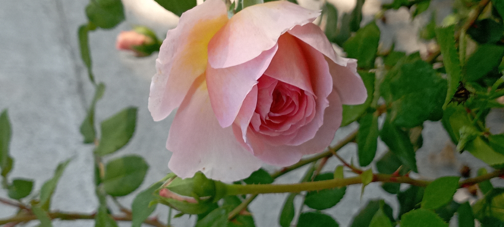 A close-up, vertically oriented, eye-level shot focuses on a pale pink rose bloom, its petals delicately unfurling to reveal a more deeply colored, spiraled center. A rose bud, a vibrant green with hints of pink at its tip, stands to the left of the main bloom. Both are surrounded by lush, green foliage, with spiky stems visible. In the background, a light-colored, textured wall provides a neutral backdrop, and a blurry, out-of-focus pink rose bud can be seen further back on the right. The scene is outdoors, with natural lighting creating soft shadows and highlights on the flowers and leaves. The image is taken in the city of Radisne, Ukraine.