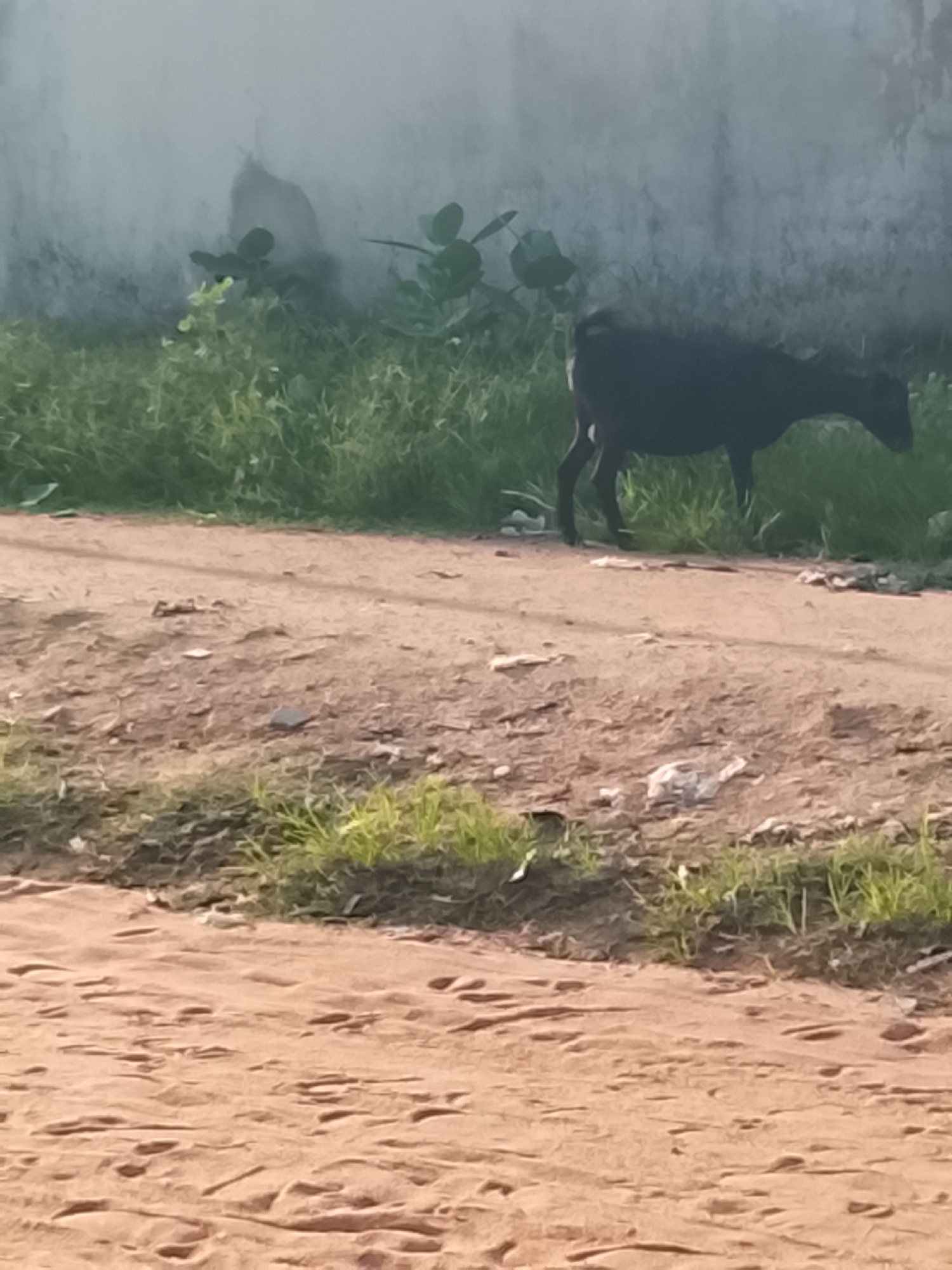 A dark-colored goat stands in the middle of a dirt path, its head bowed as if grazing or drinking. The goat is positioned in the center of the frame, facing towards the right side of the image. Behind the goat, lush green grass grows against a light-colored wall, with some leafy plants also visible. The ground in front of the goat is a dusty, reddish-brown dirt path, showing tire tracks and some scattered debris. The overall scene suggests an outdoor setting, possibly in a rural or semi-urban area, with the time of day appearing to be daytime, judging by the lighting. The background wall is slightly out of focus, and a faint haze or mist appears to be present near the top of the wall, creating a soft, atmospheric effect. The image is taken from a slightly low angle, looking up towards the goat and the wall.