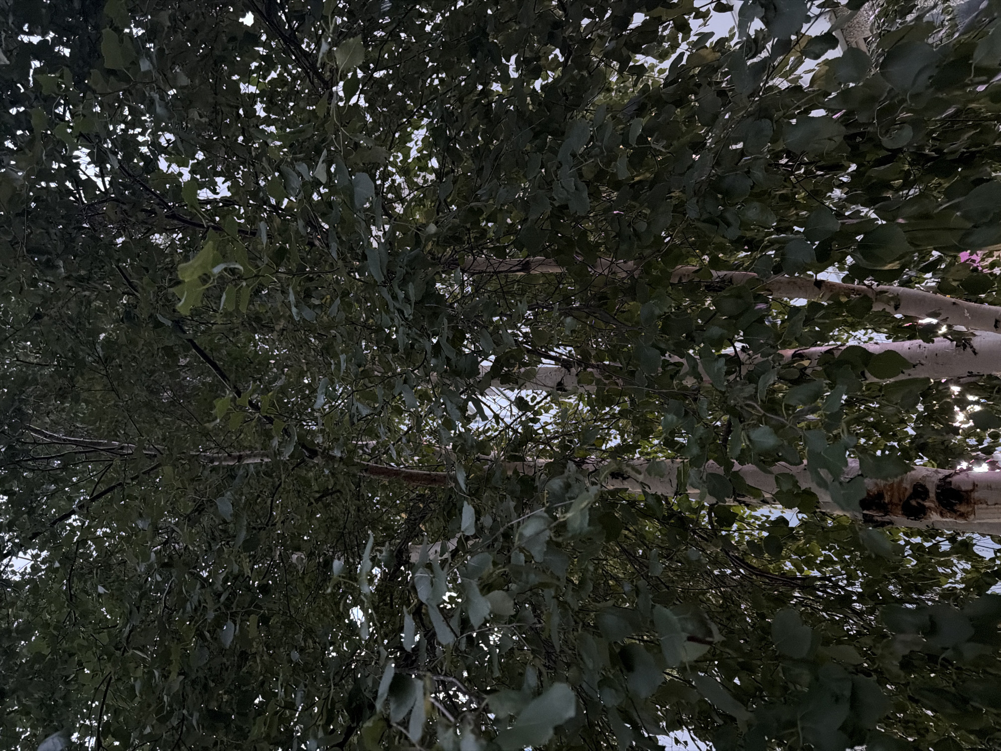 The image depicts a close-up view of a cluster of birch trees with predominantly green foliage. The branches and trunks of the trees are visible, with some showing characteristic white bark marked with dark blemishes. The lighting suggests it might be dusk or early morning, with soft, diffused light filtering through the leaves and branches, creating a dappled effect. The background is largely obscured by the dense leaves, but hints of a bright, possibly overcast sky are visible through the gaps. No people or animals are present in the image. The scene appears to be an outdoor setting, potentially a park or a residential area with trees. The specific location in the city of Surgut, Russia, cannot be determined from the visual information provided in the image.